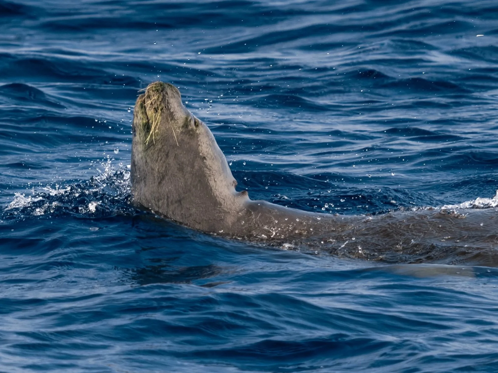 hawaiian monk seal