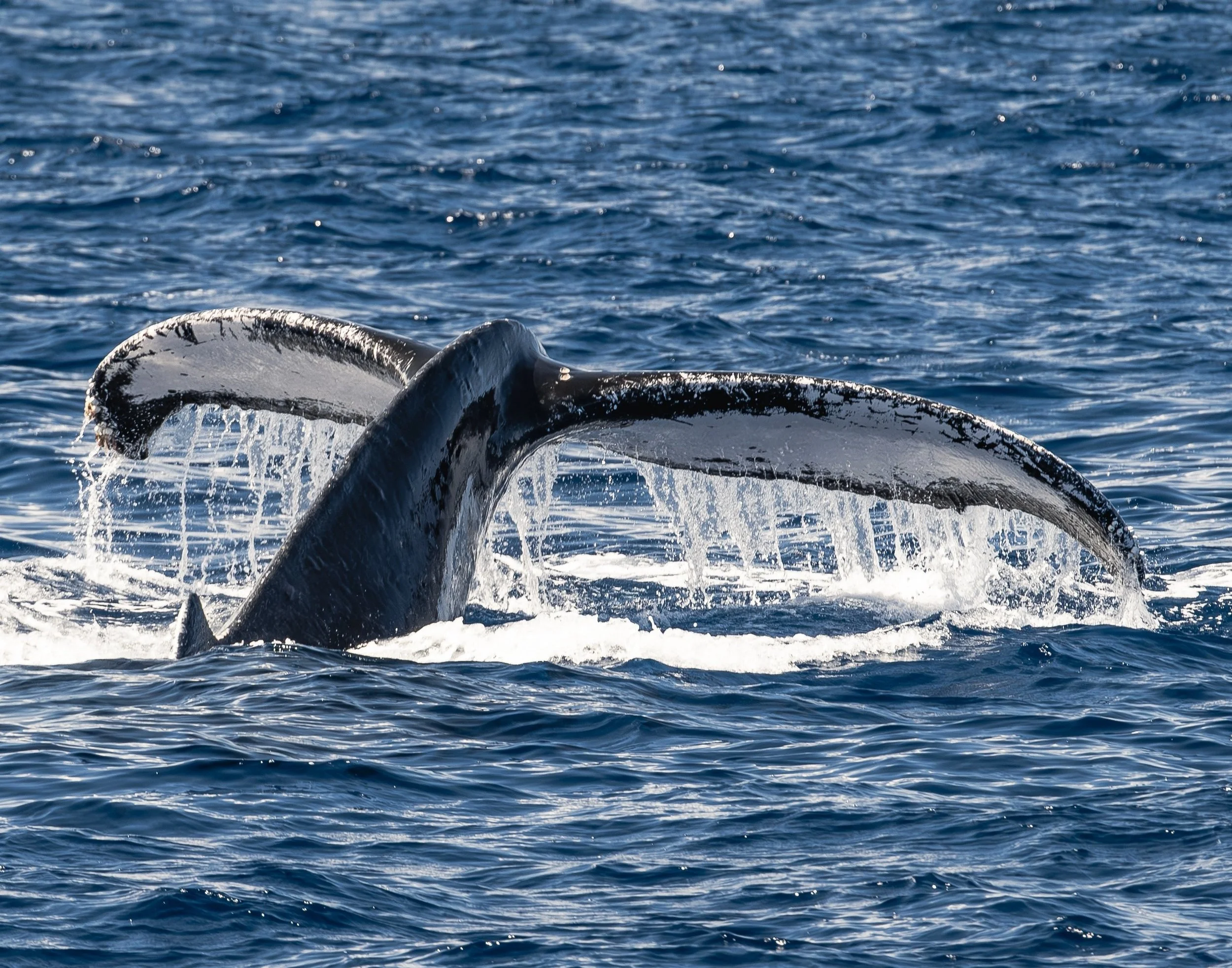 summer humpback