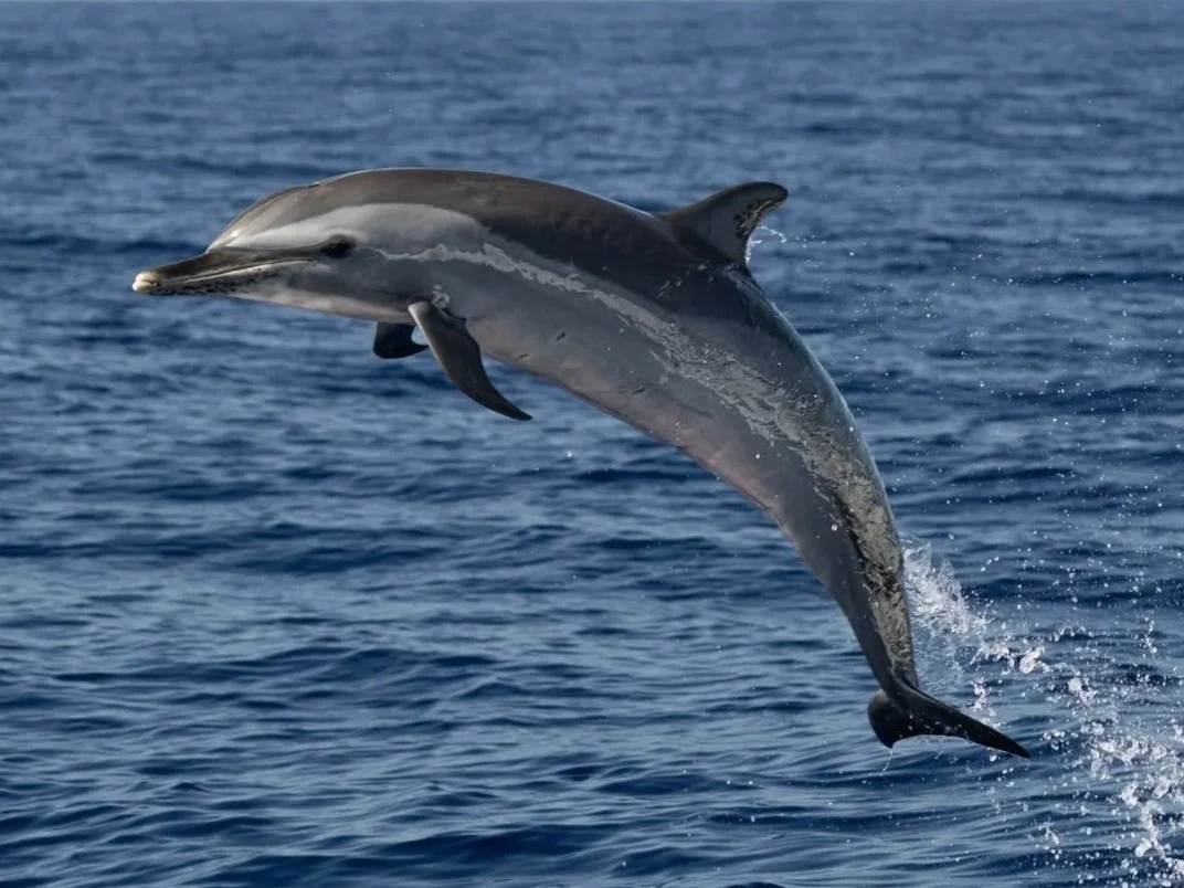 pelagic tours kona