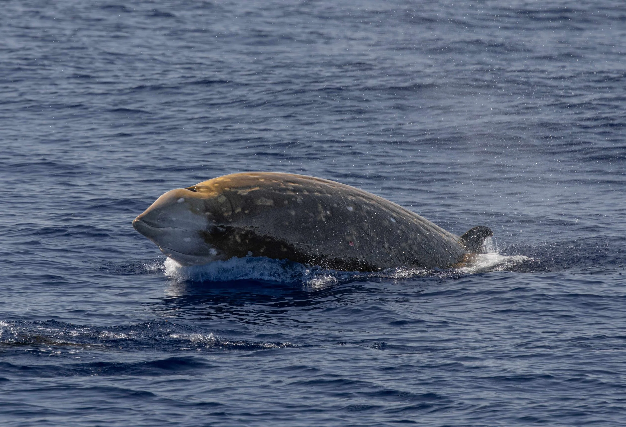 kona pelagic