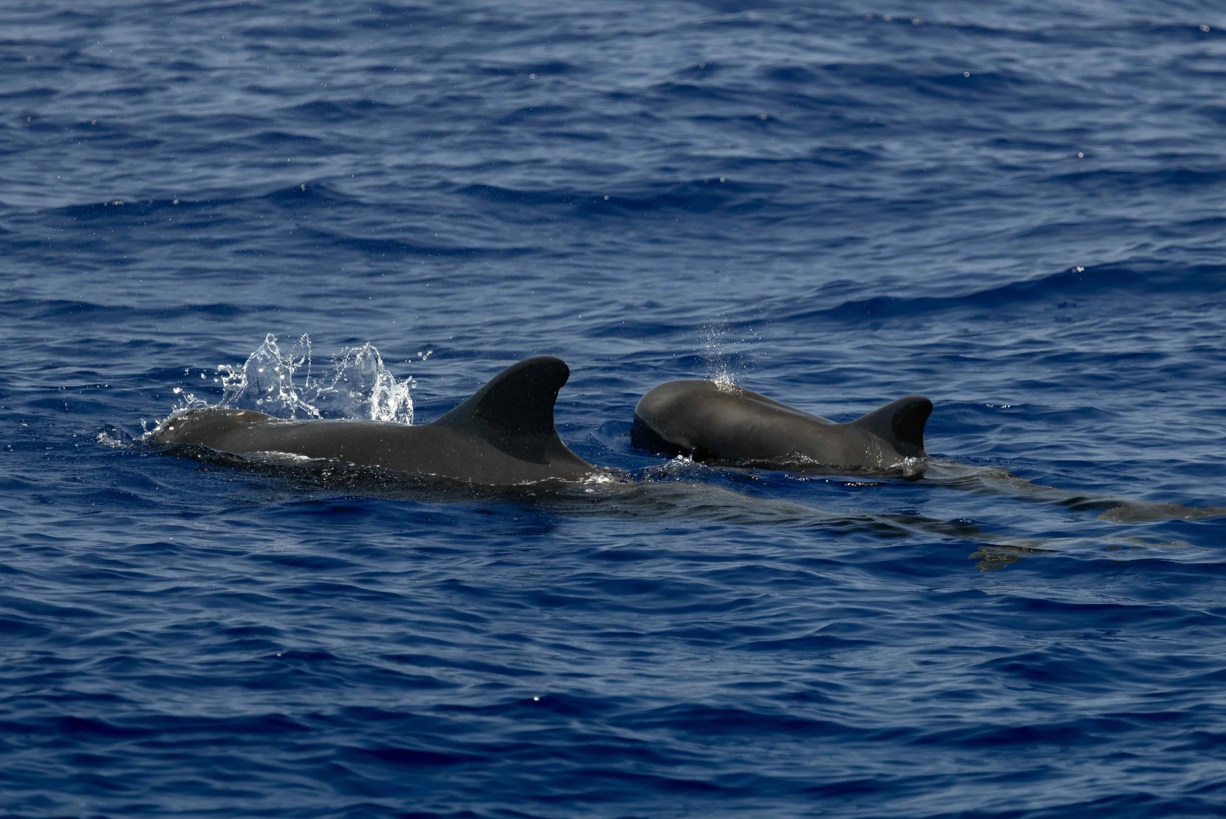 pelagic whales in kona