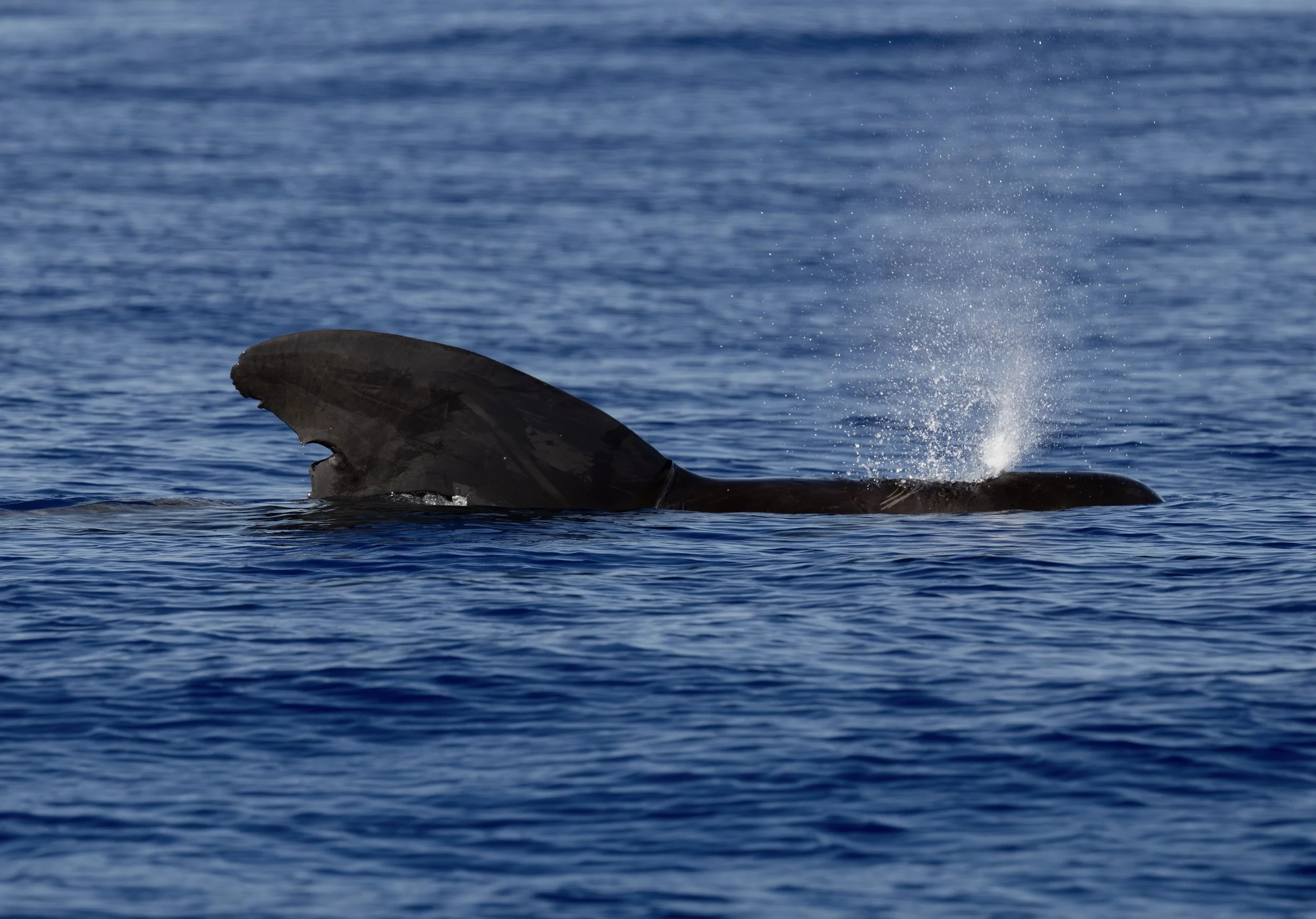 summer whale