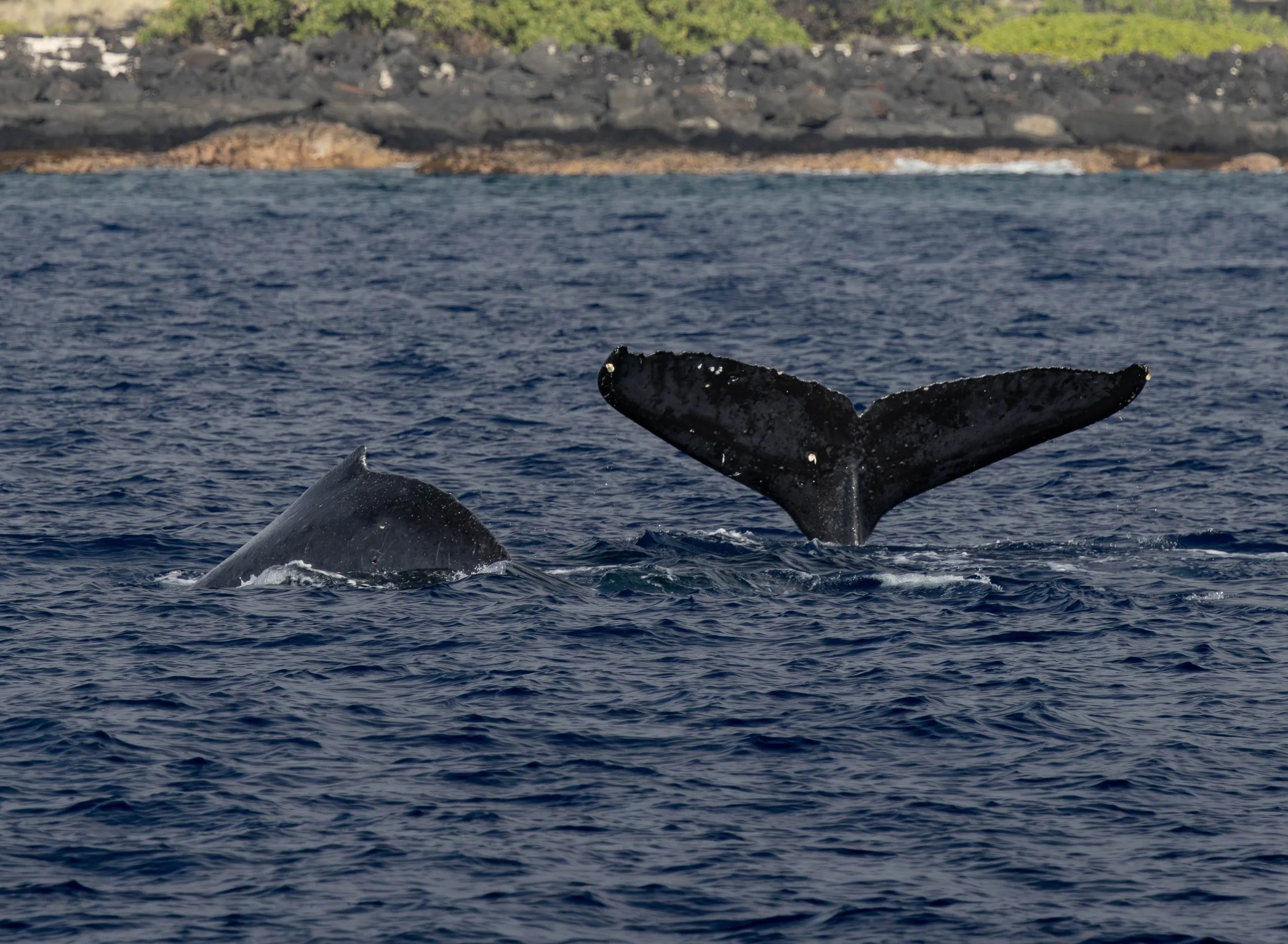kona hawaii whale watching tour