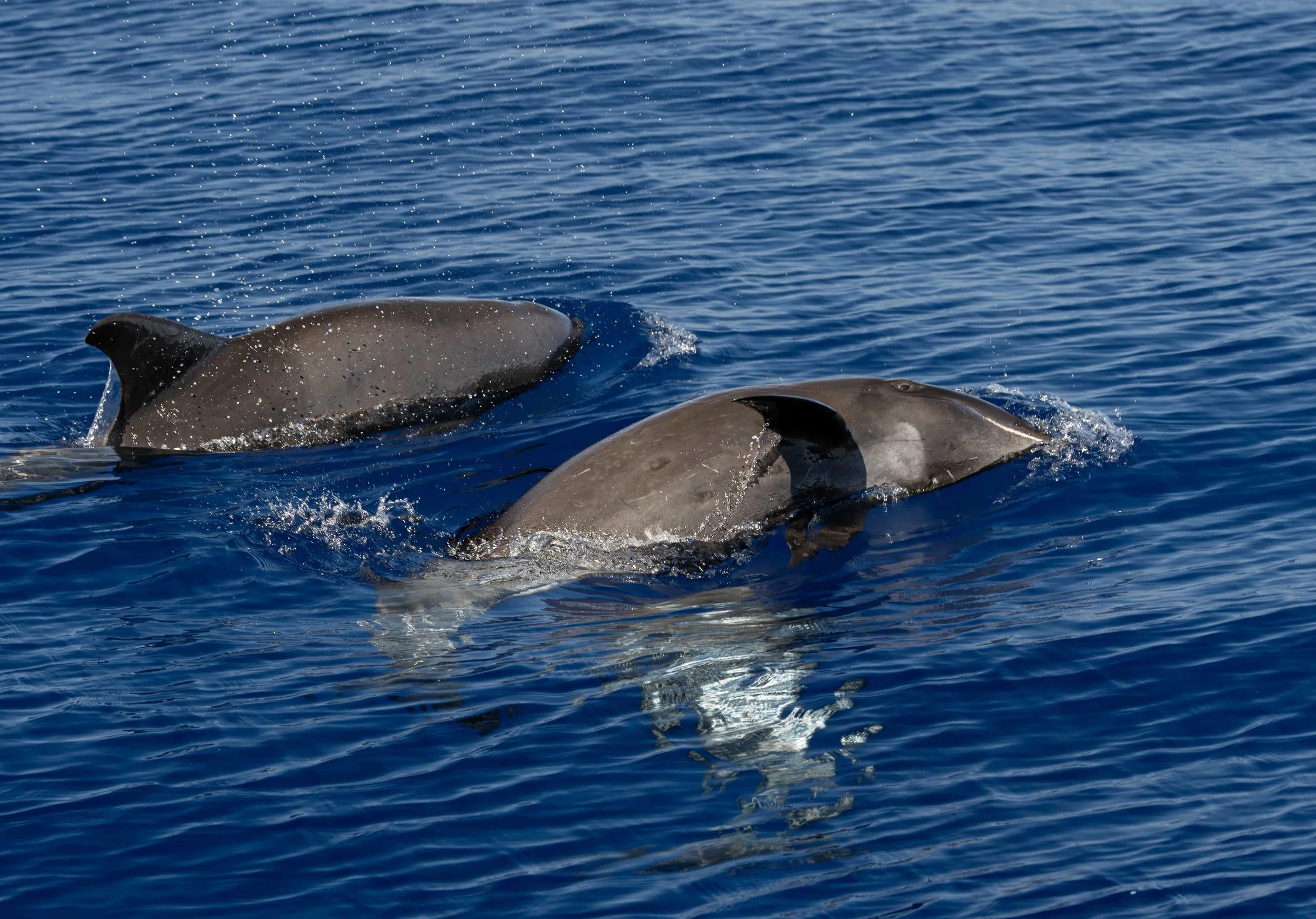 kona hawaii marine life