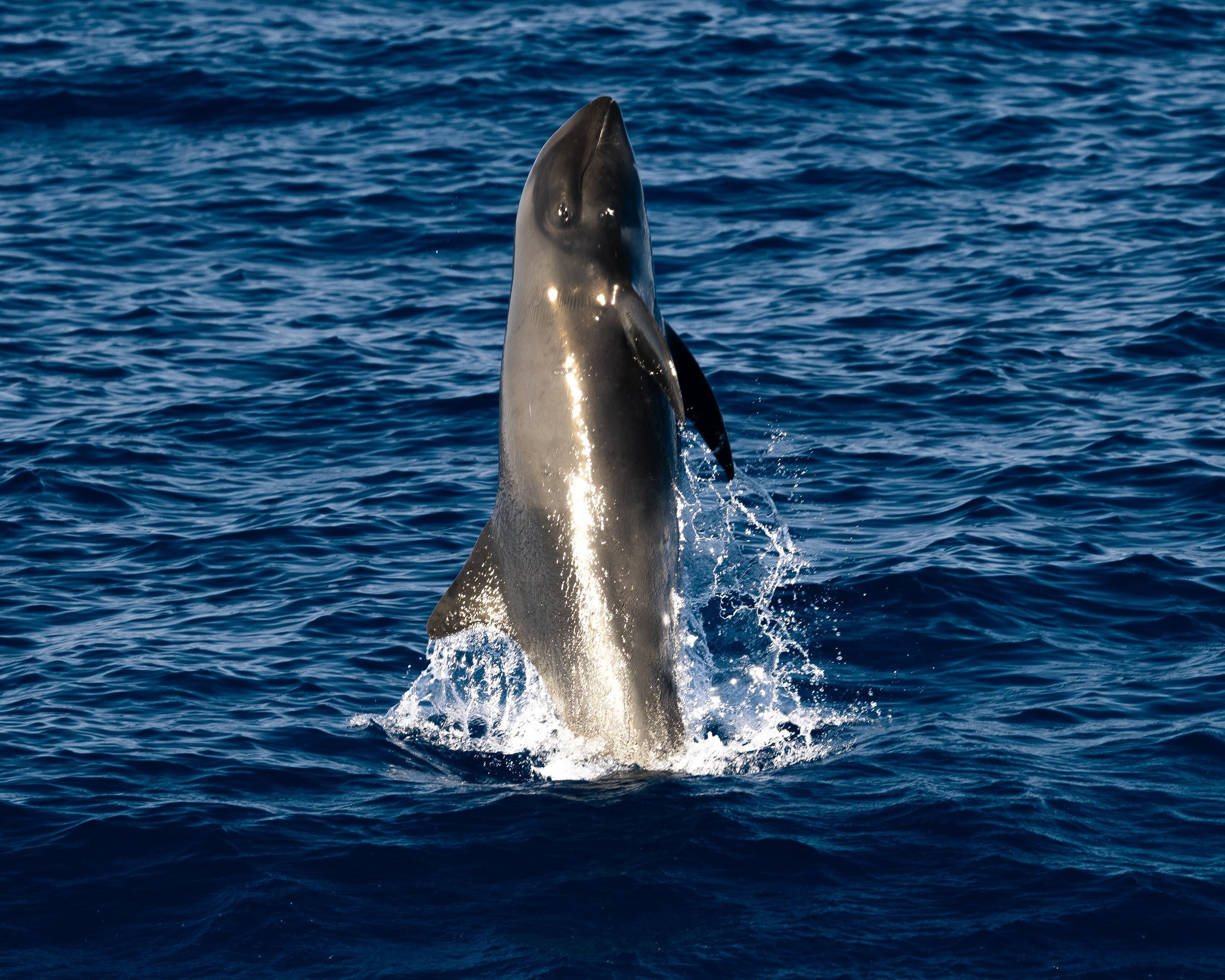 melon headed whales
