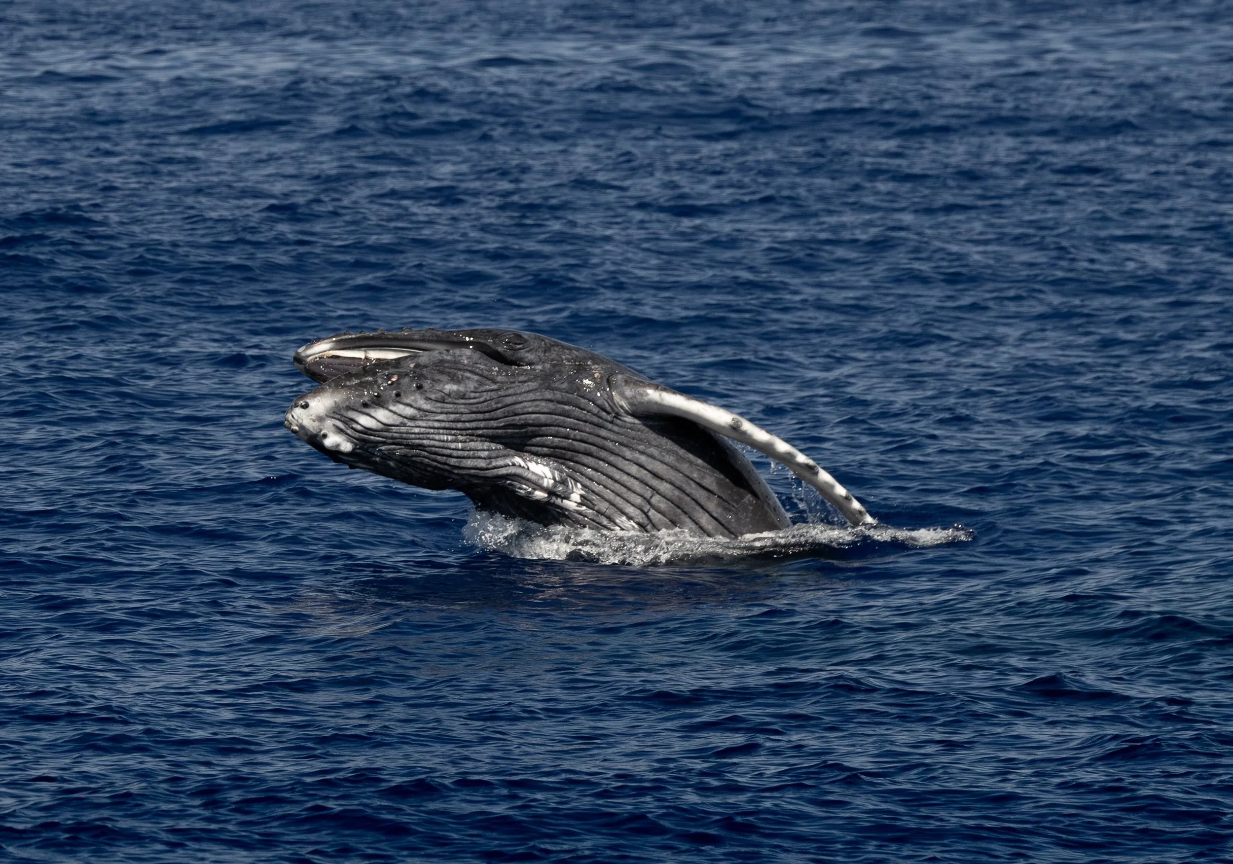 kona hawaii whale watch