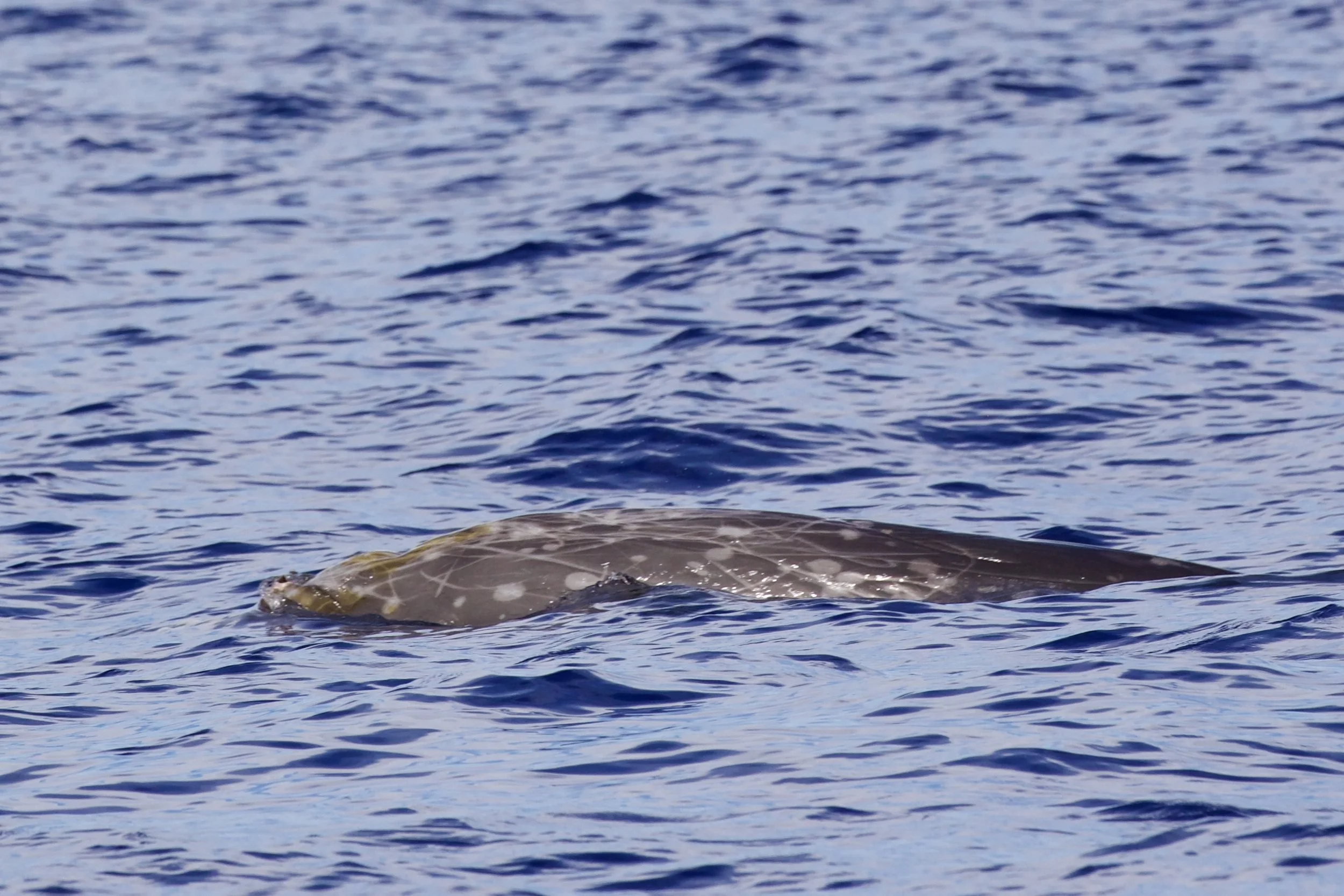 beaked whale surfacing