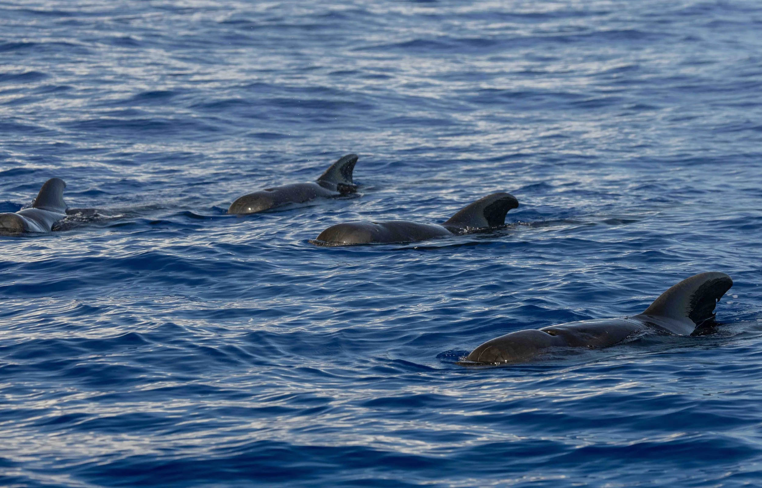 october whale watching