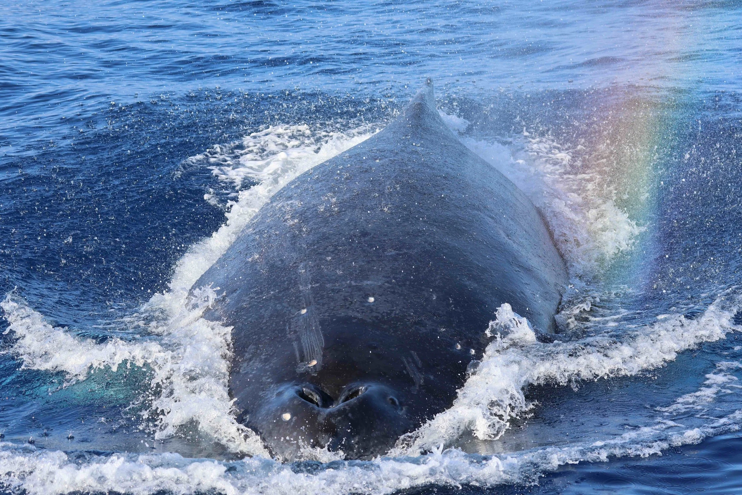 humpback rainbow