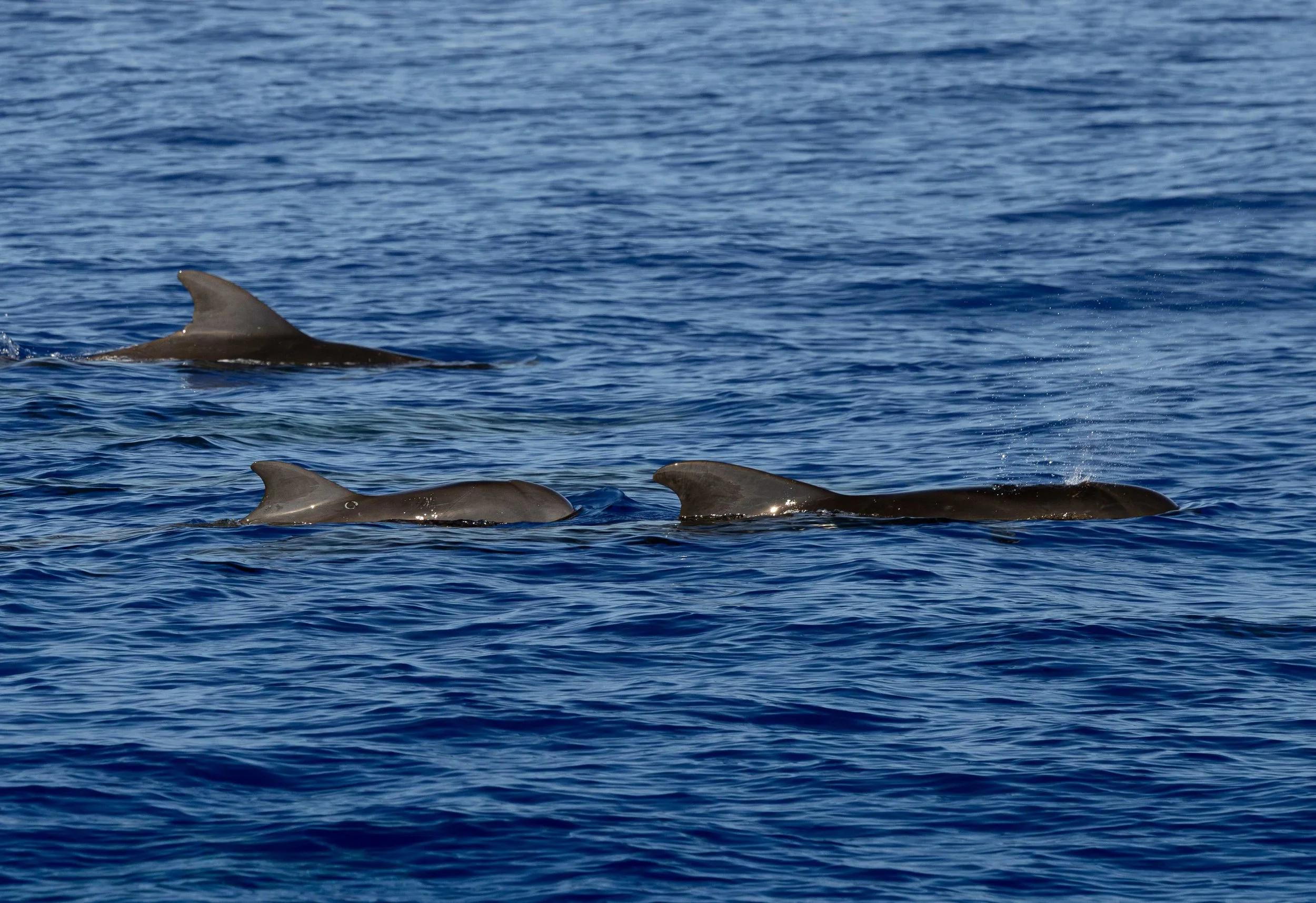 pelagic hawaii tour