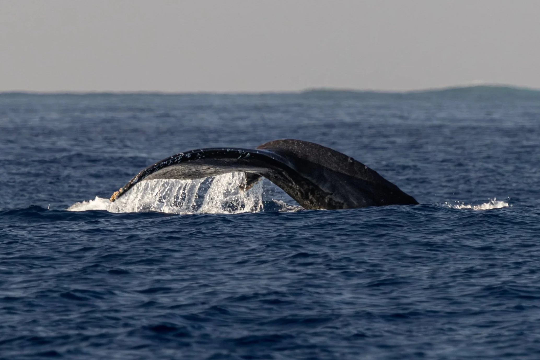 kona coast ocean tour