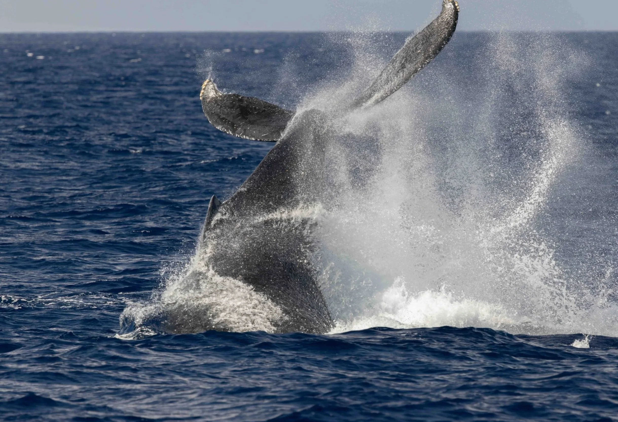 offshore whale watch