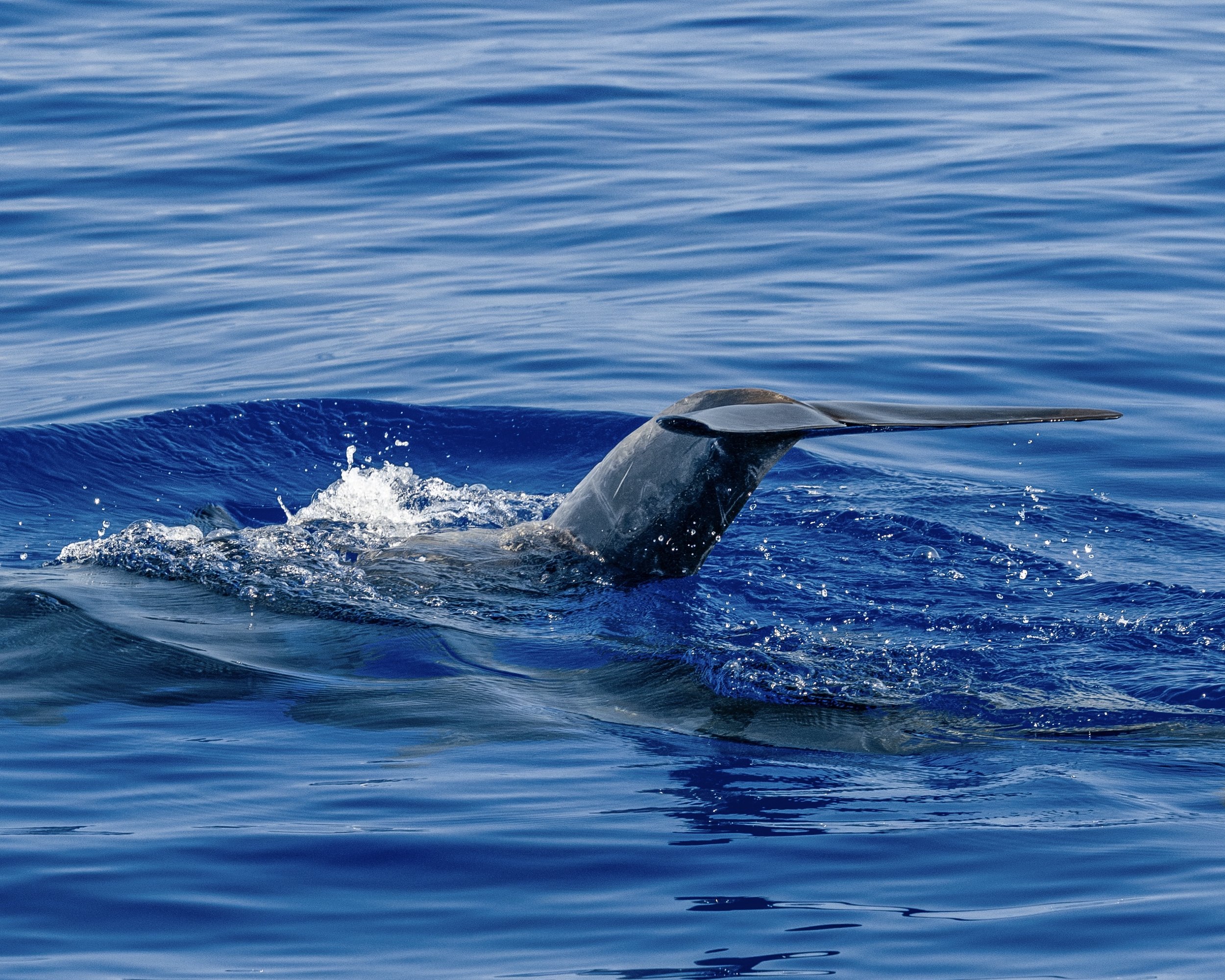 pelagic eco whale watch