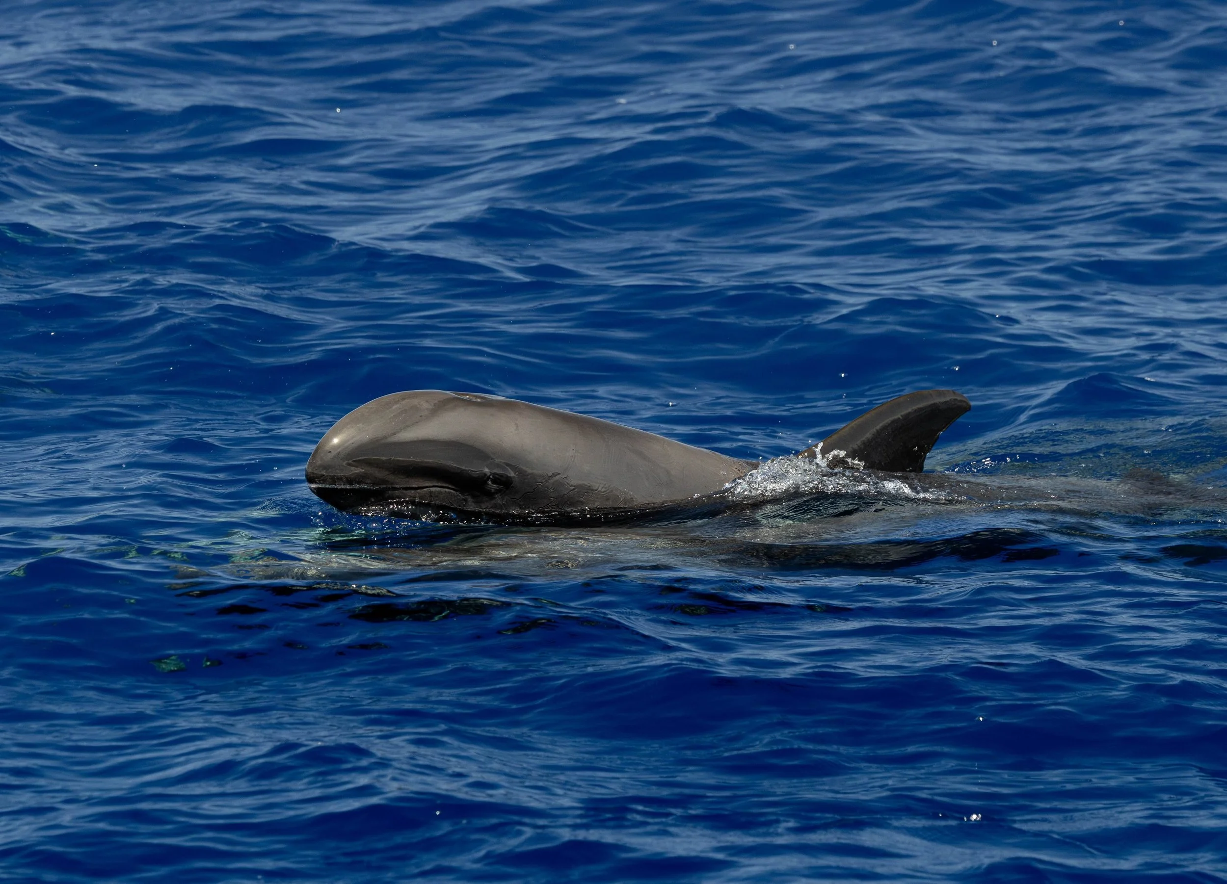 pelagic kona tour