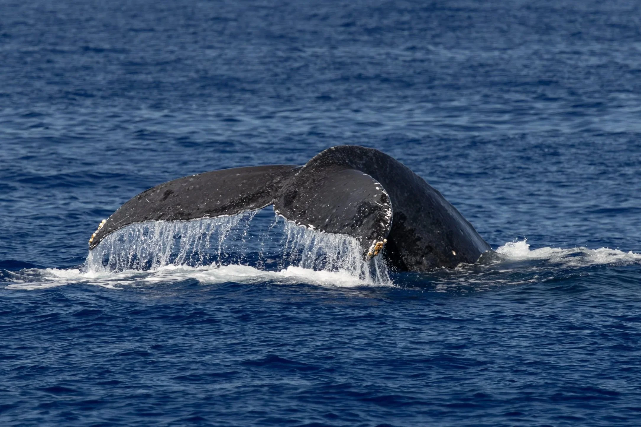 hawaii humpbacks