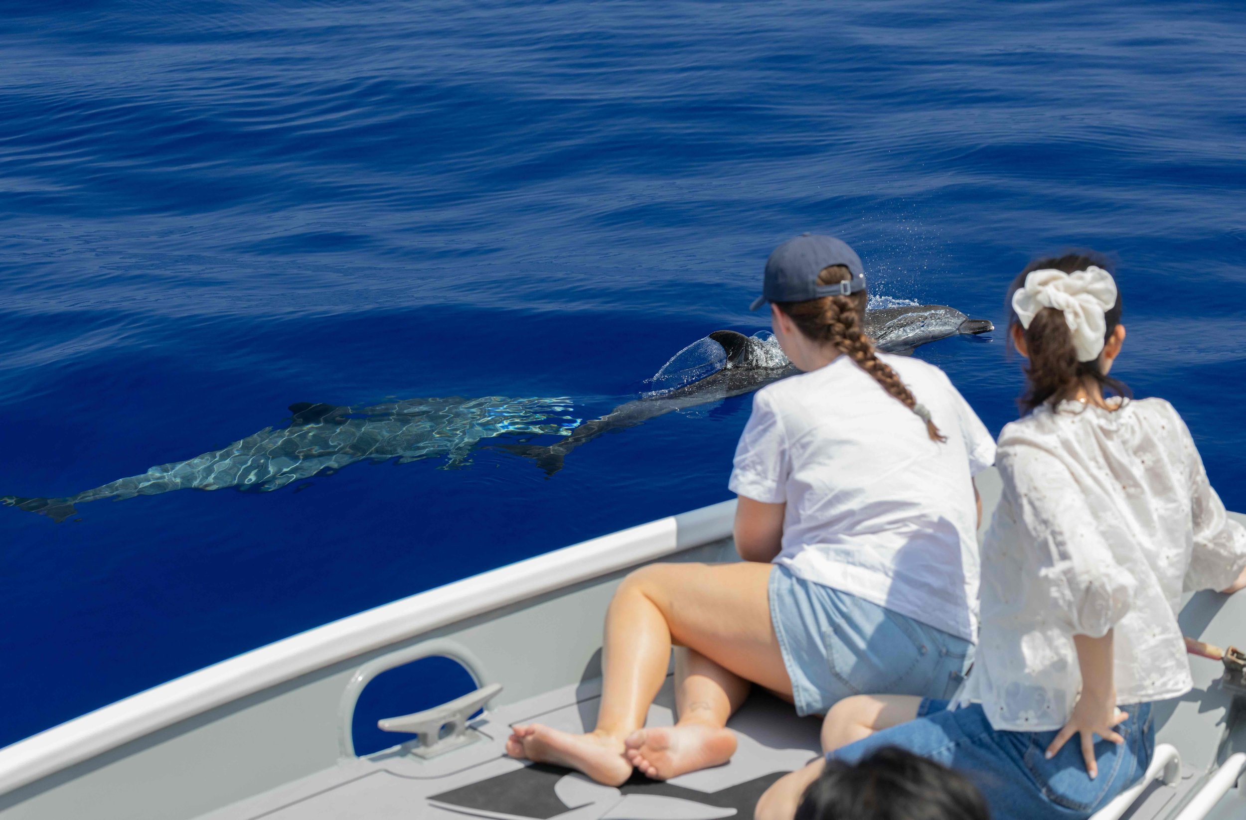 kona hawaii pelagic