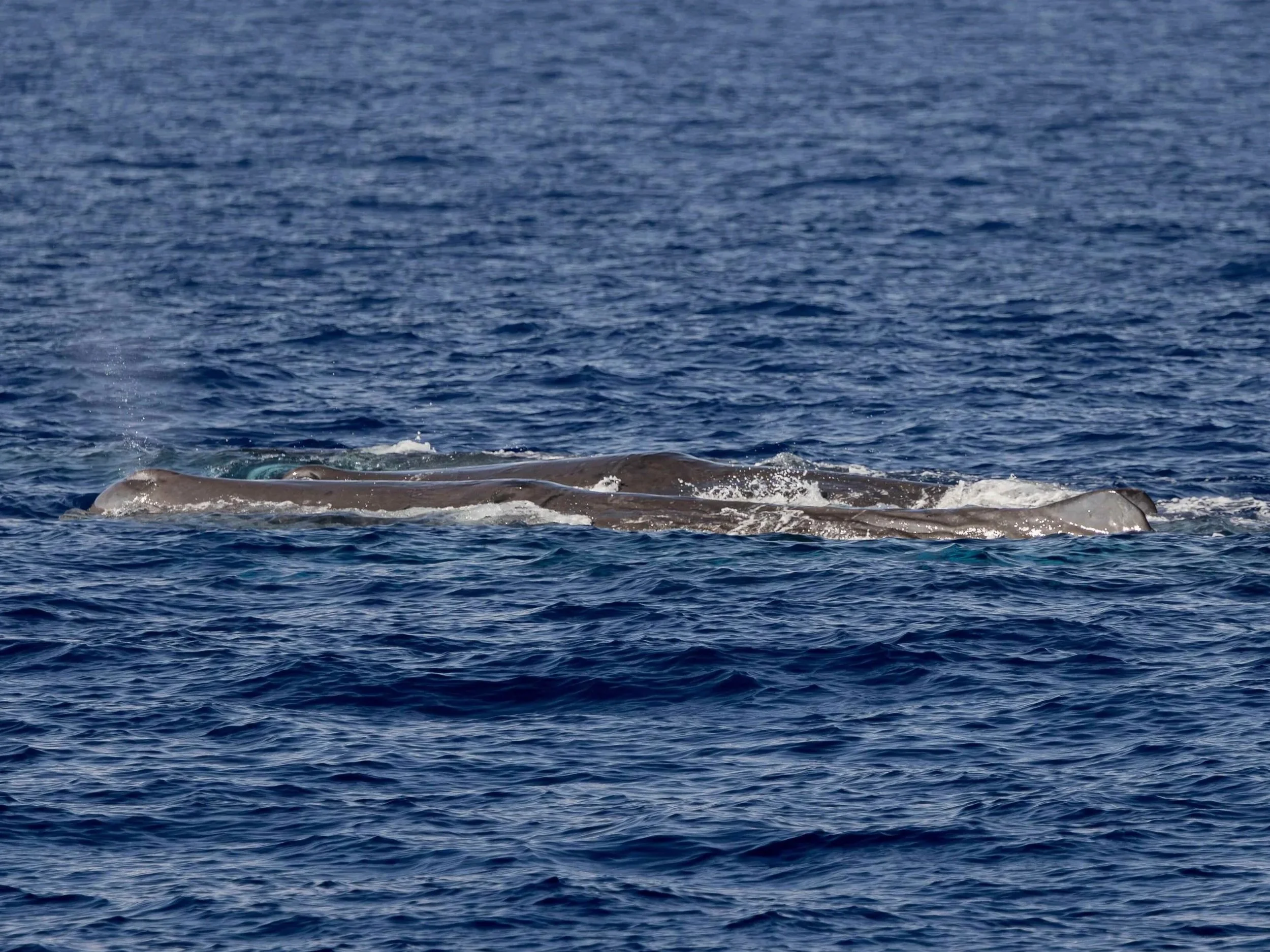 kona whale watch offshore