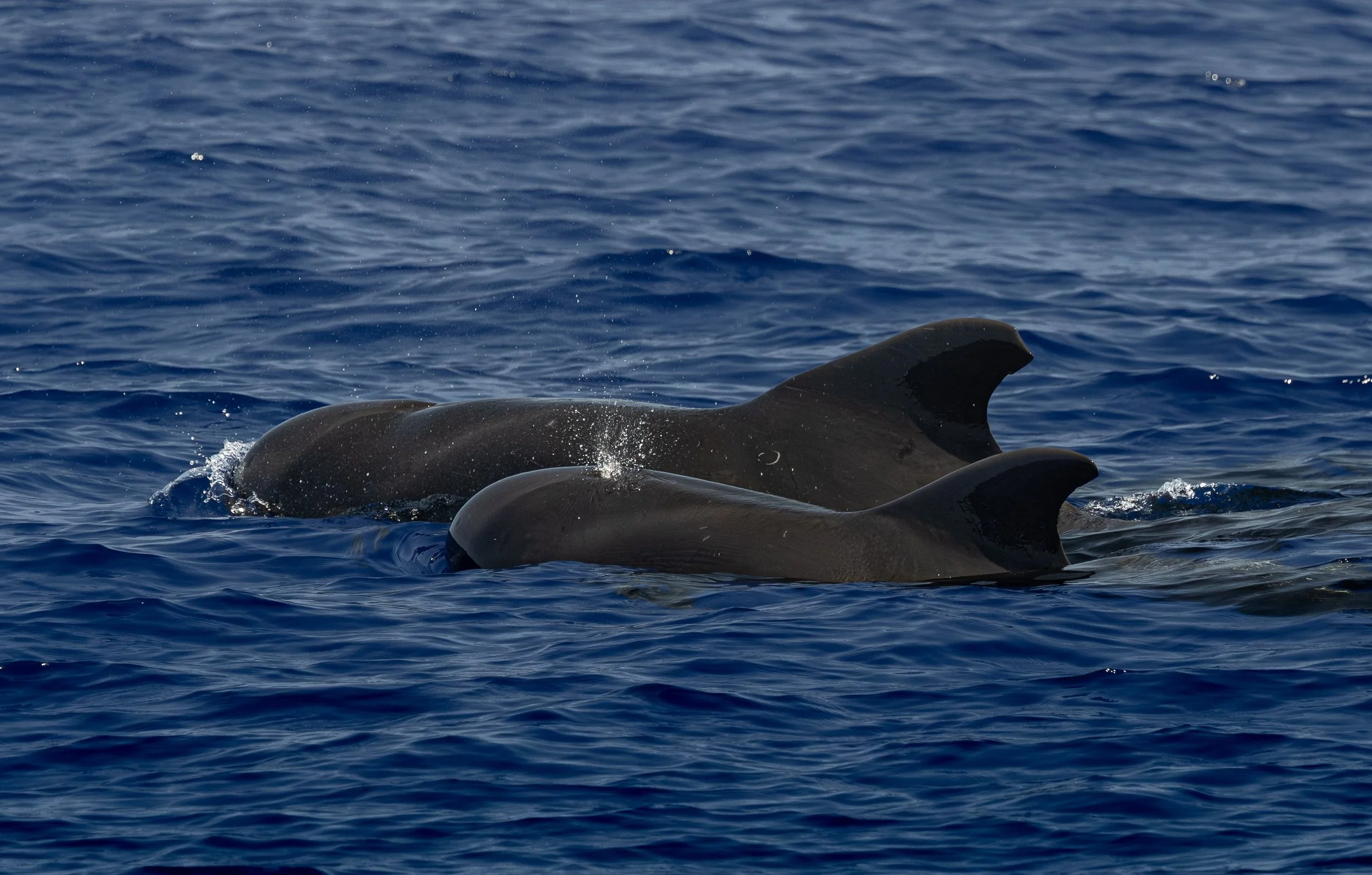 pelagic marine life hawaii