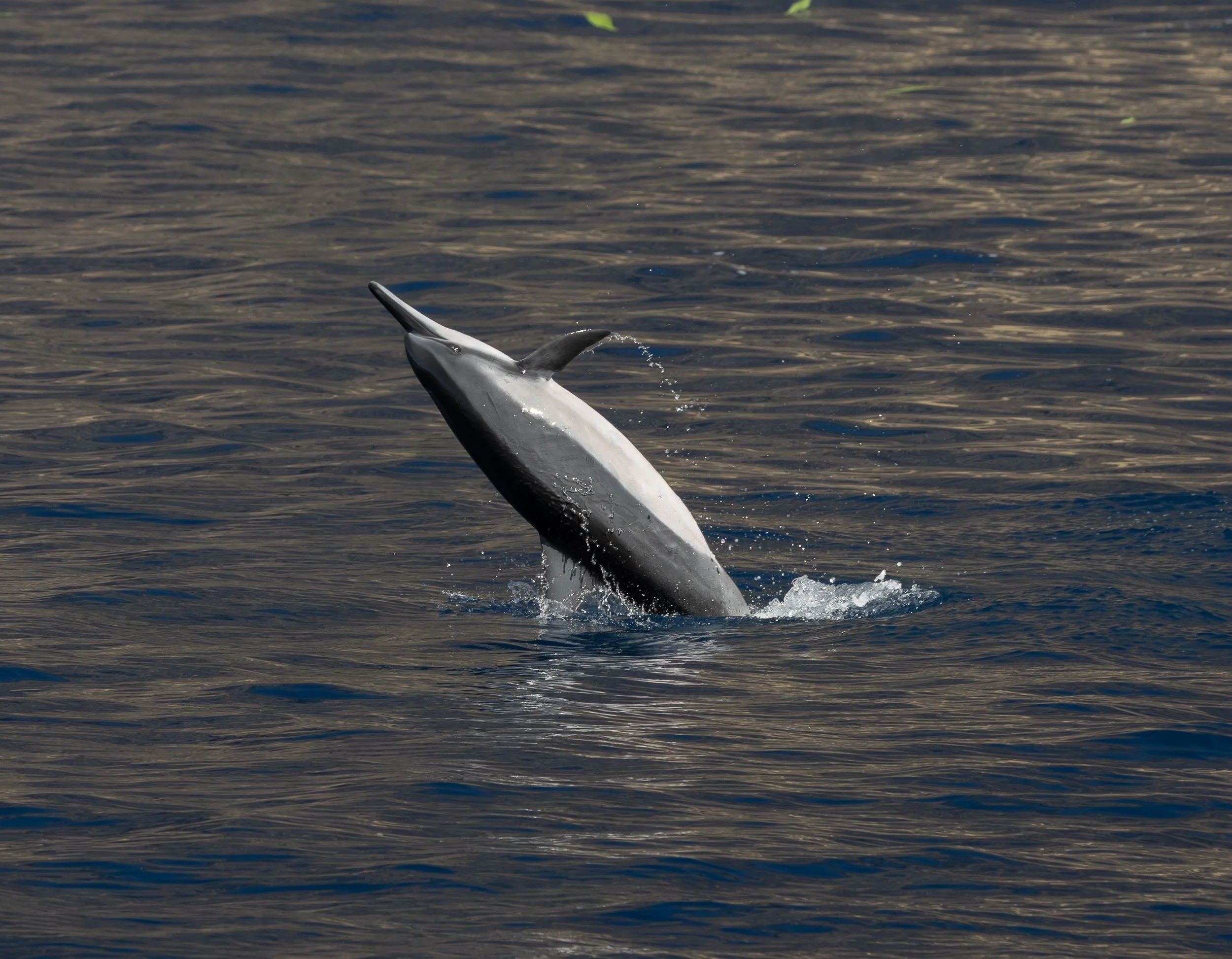 offshore wildlife kona