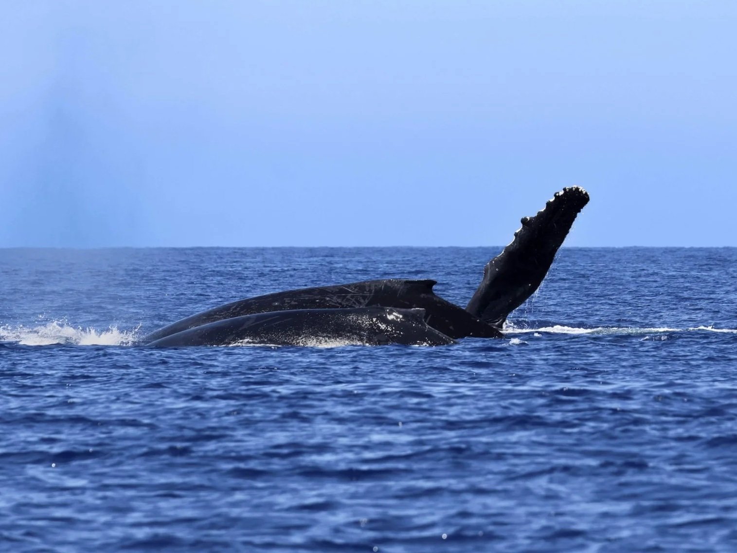 march humpback whale watch