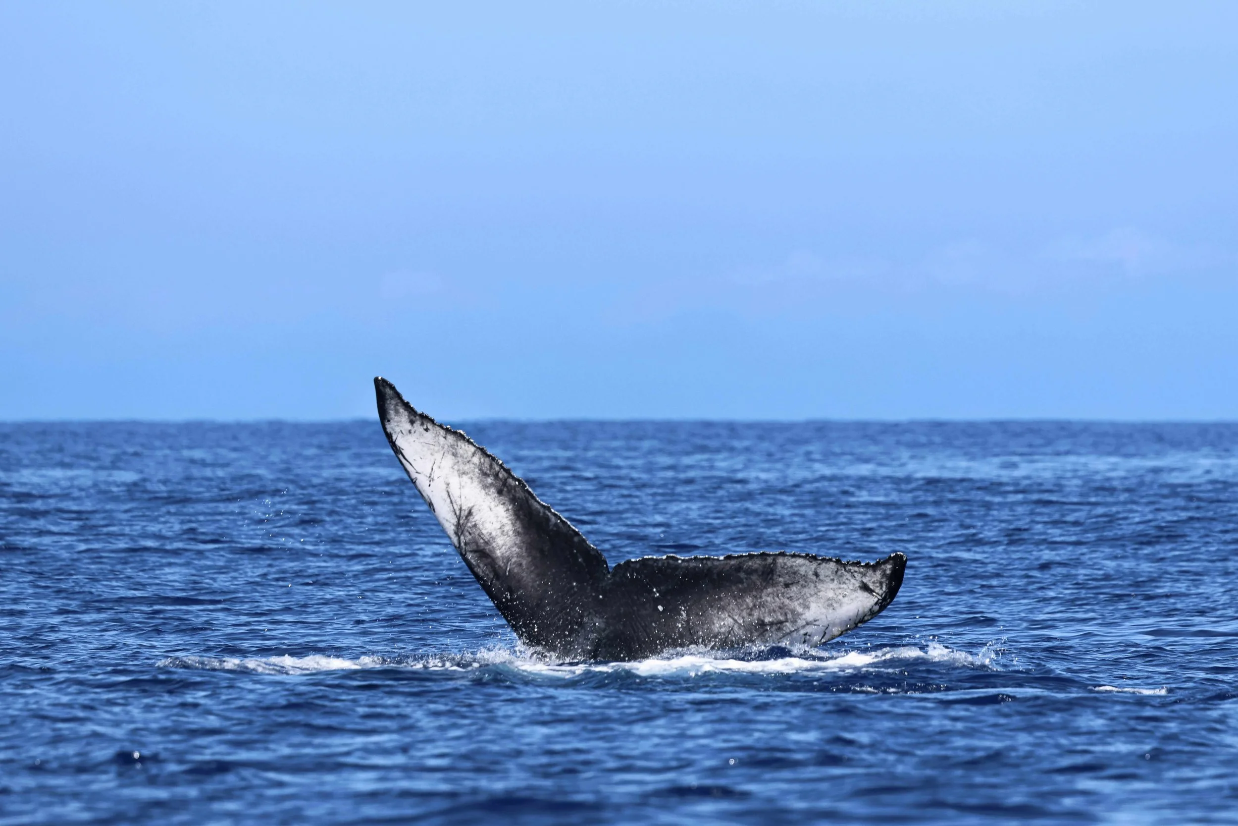 march humpbacks kona