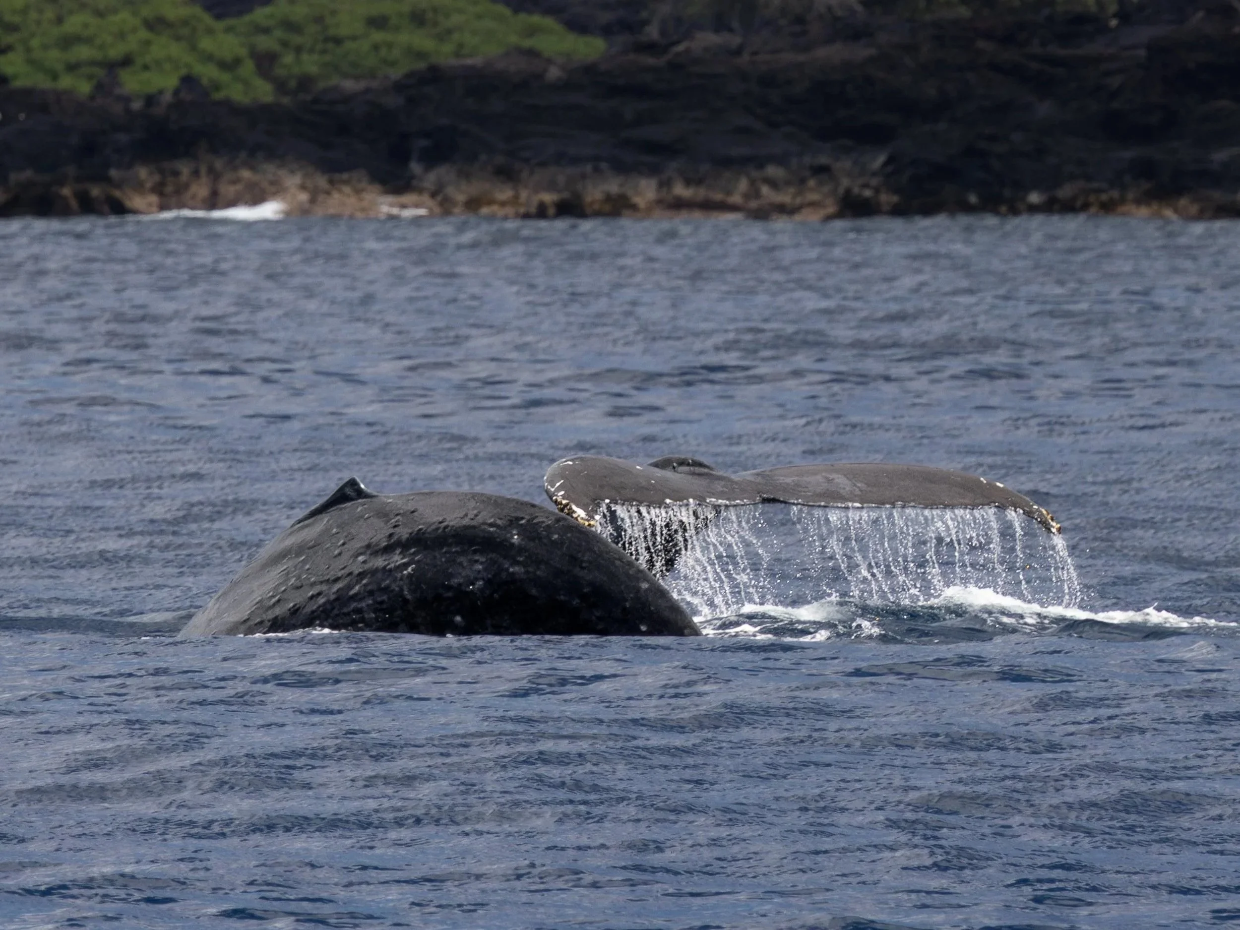humpback tour kona coast