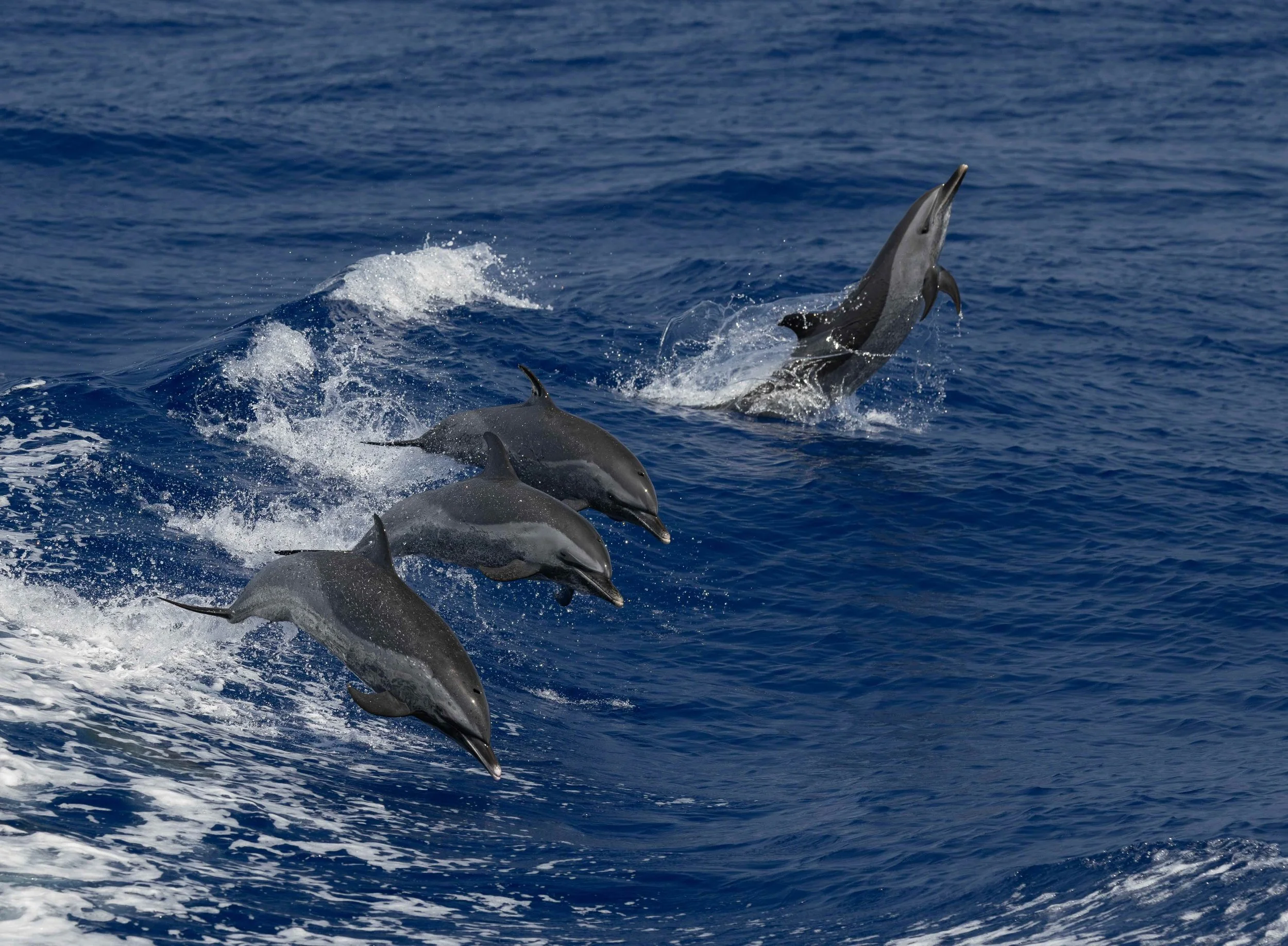 dolphins