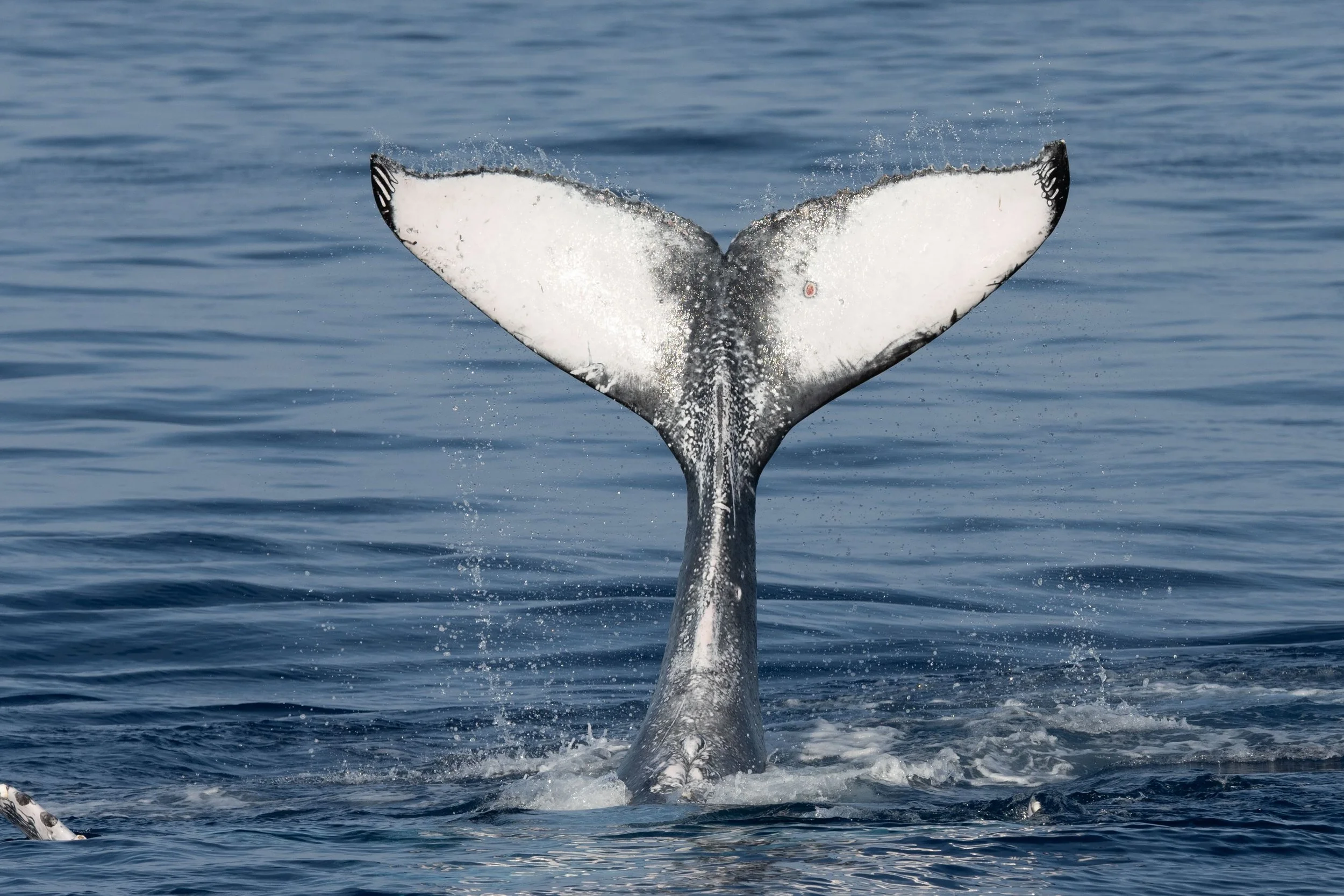 whale watching tour encounter
