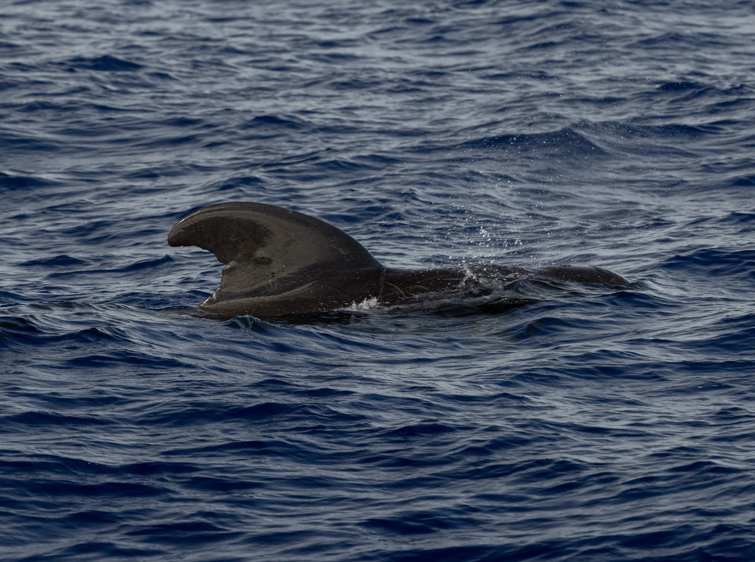 whale kona