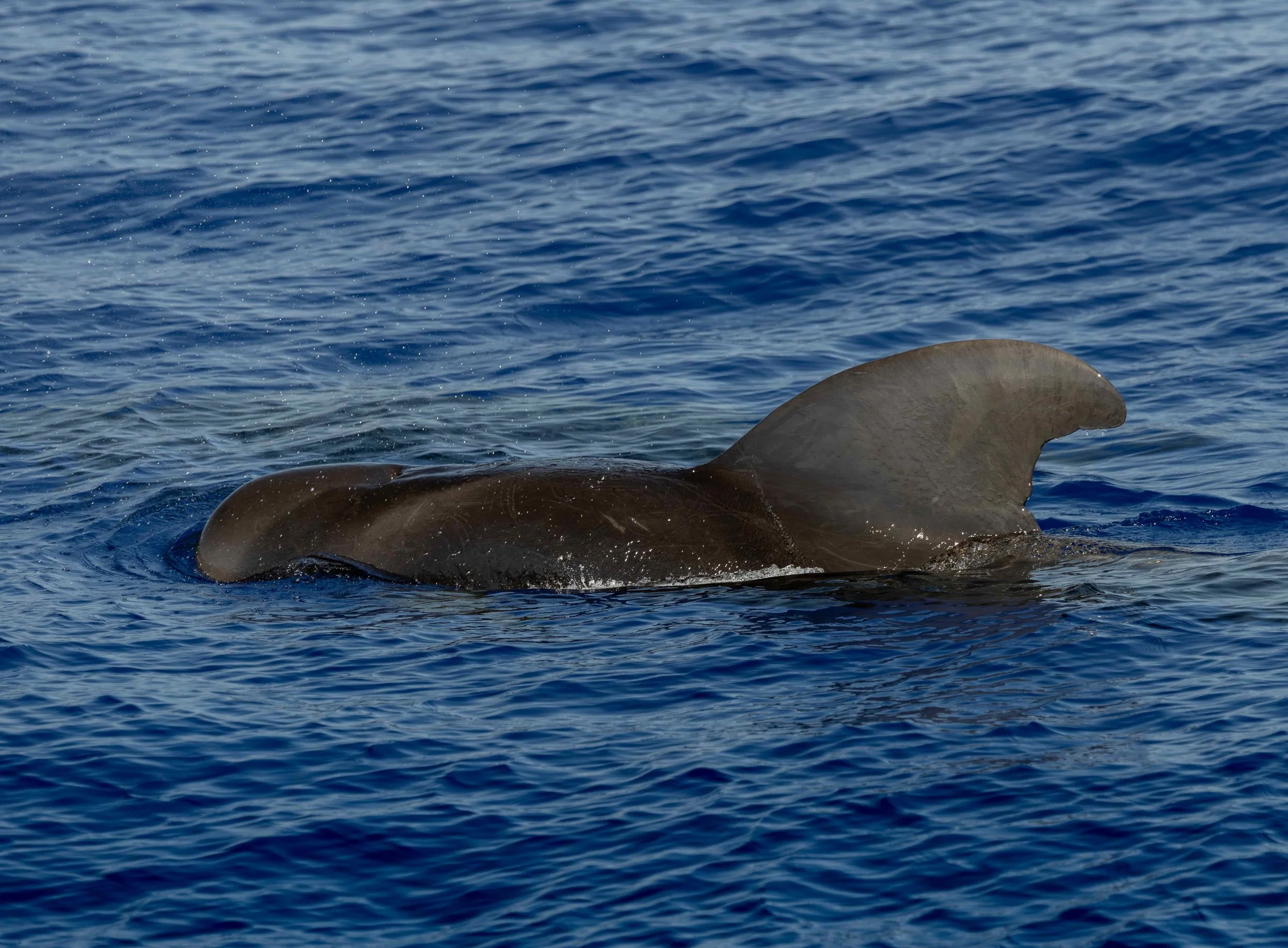 pelagic marine life in kona