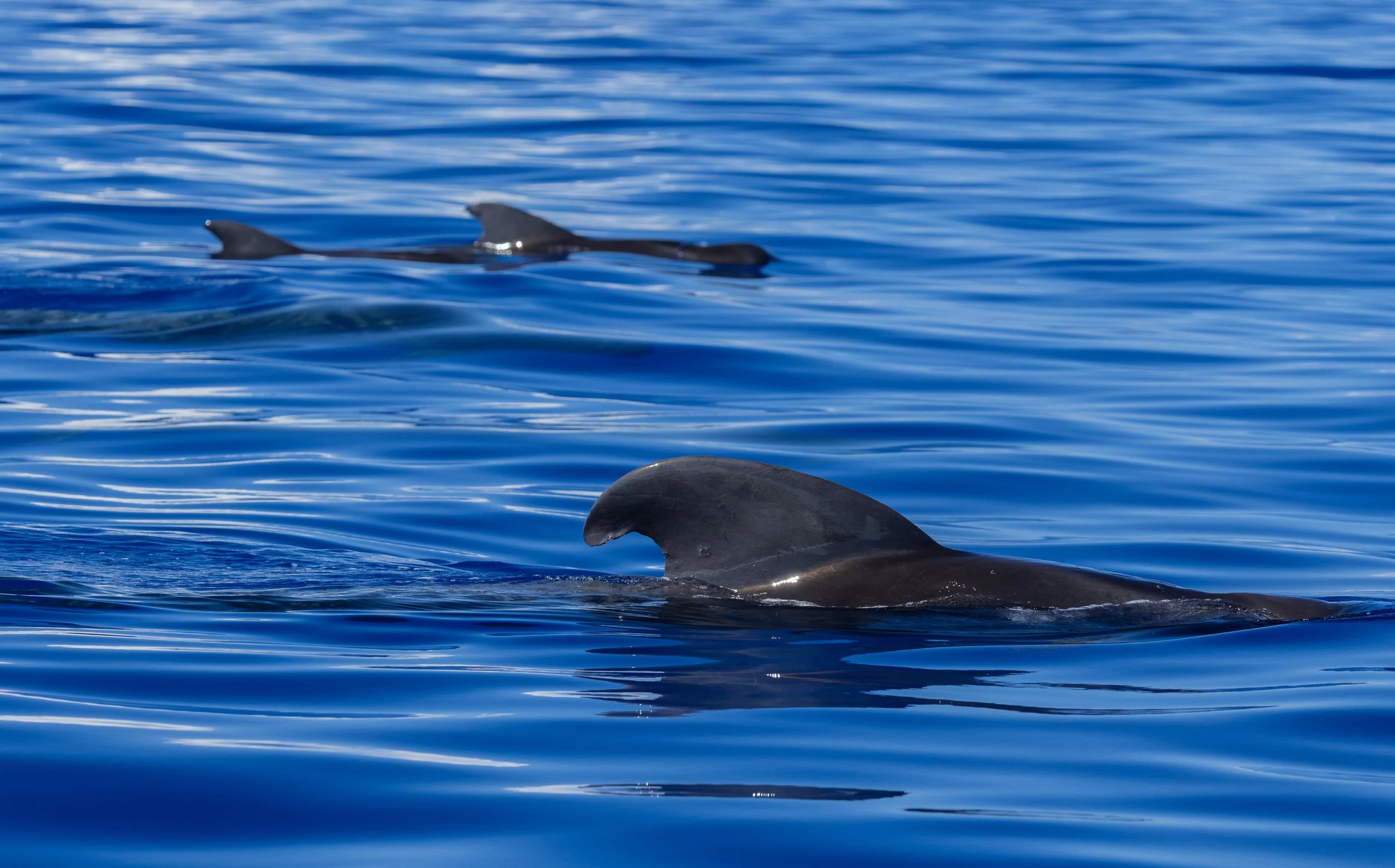 offshore pilot whale pod