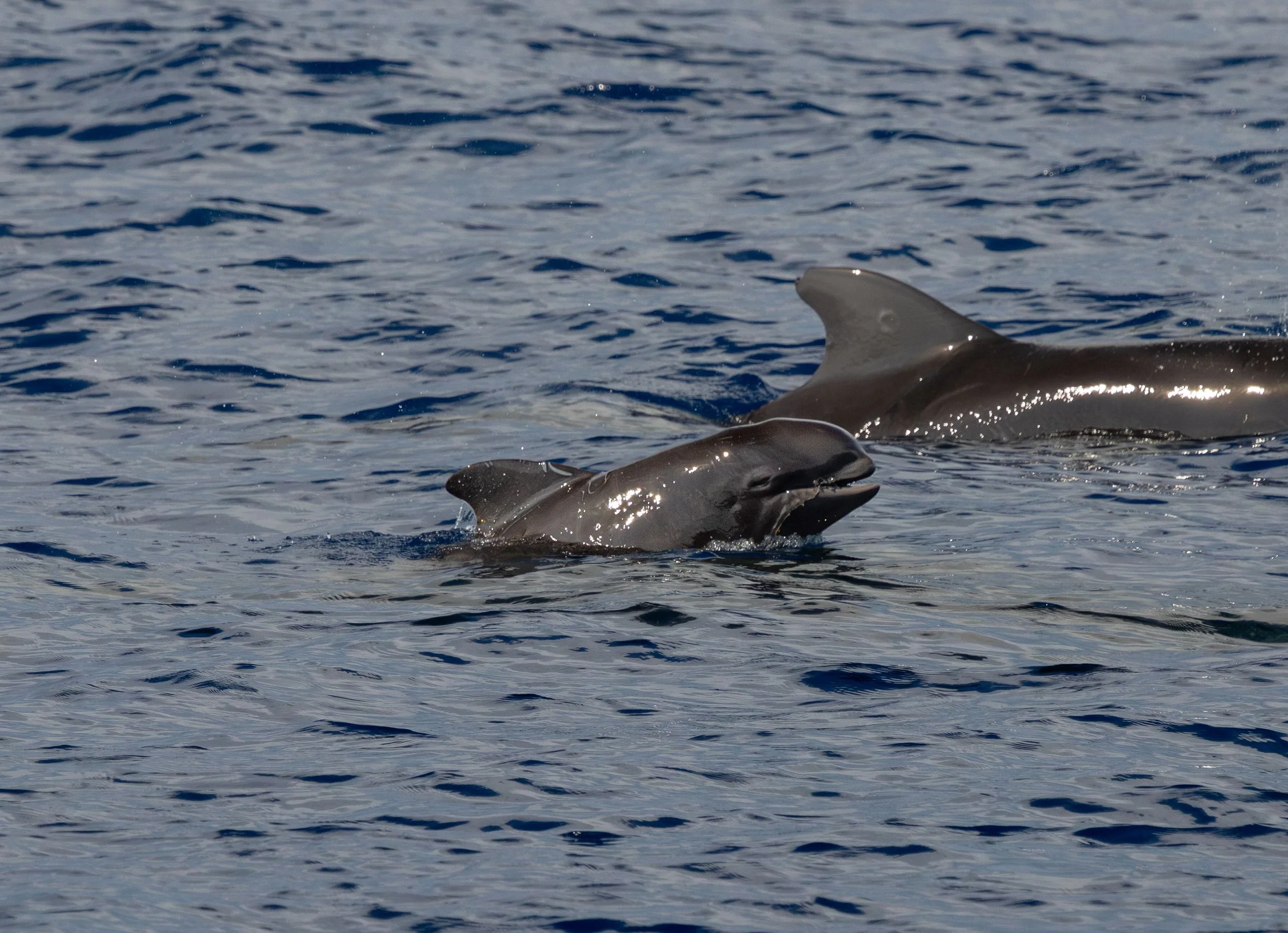 baby pilot whales