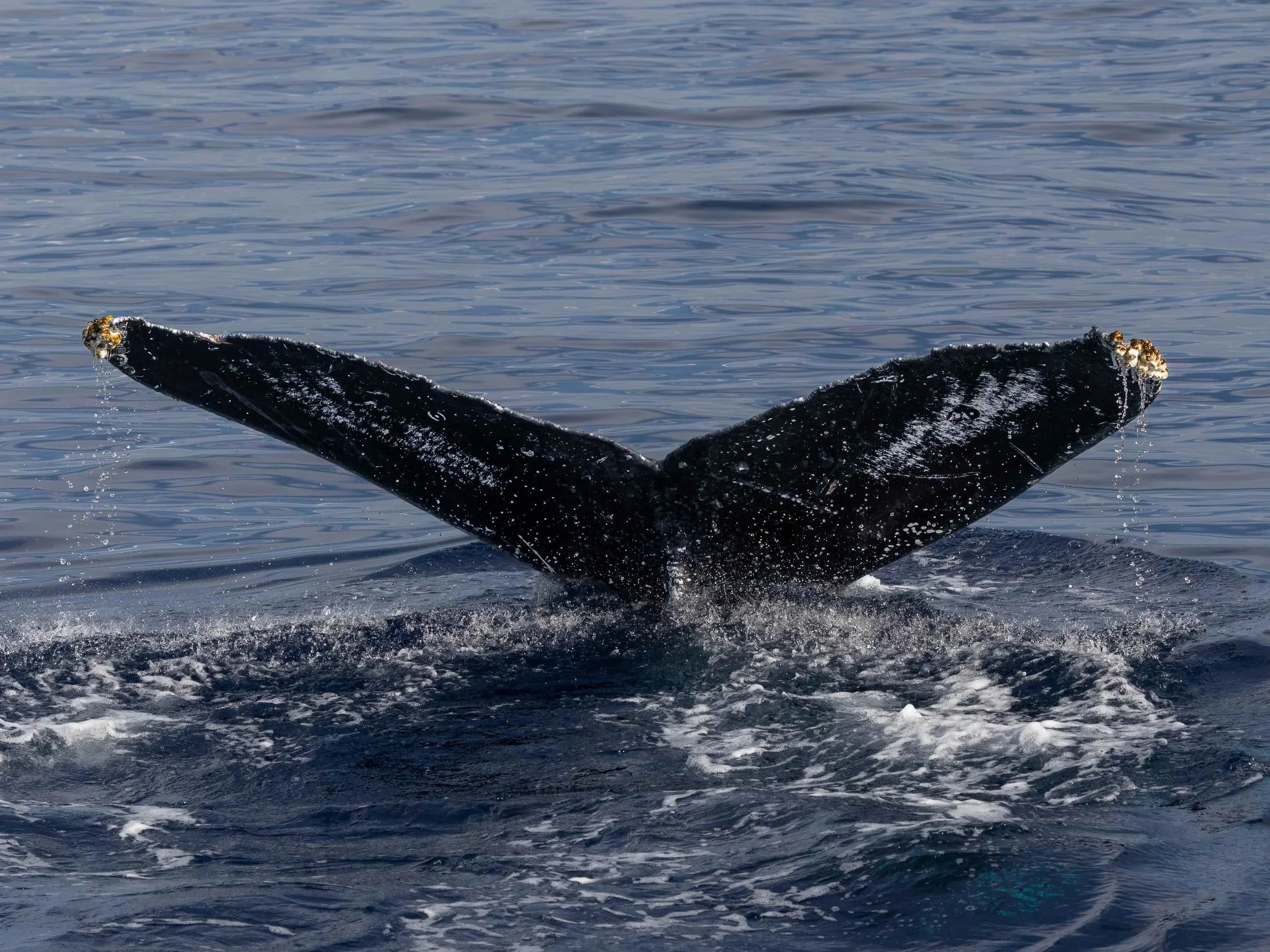 kona coast humpback