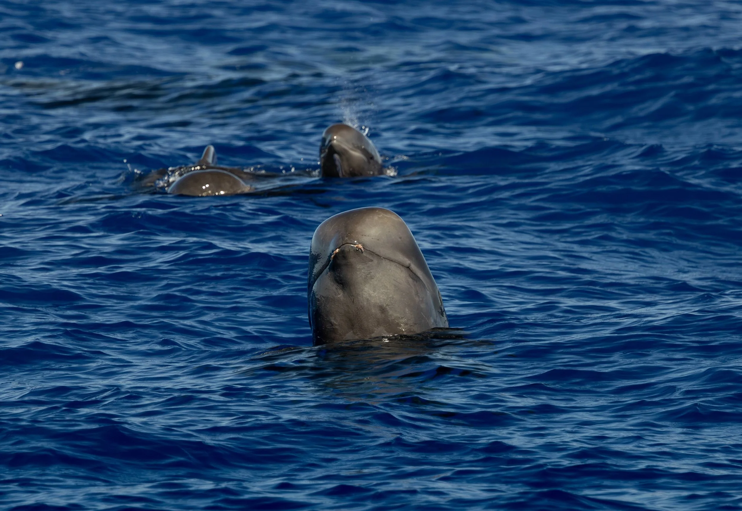 kona marine tour