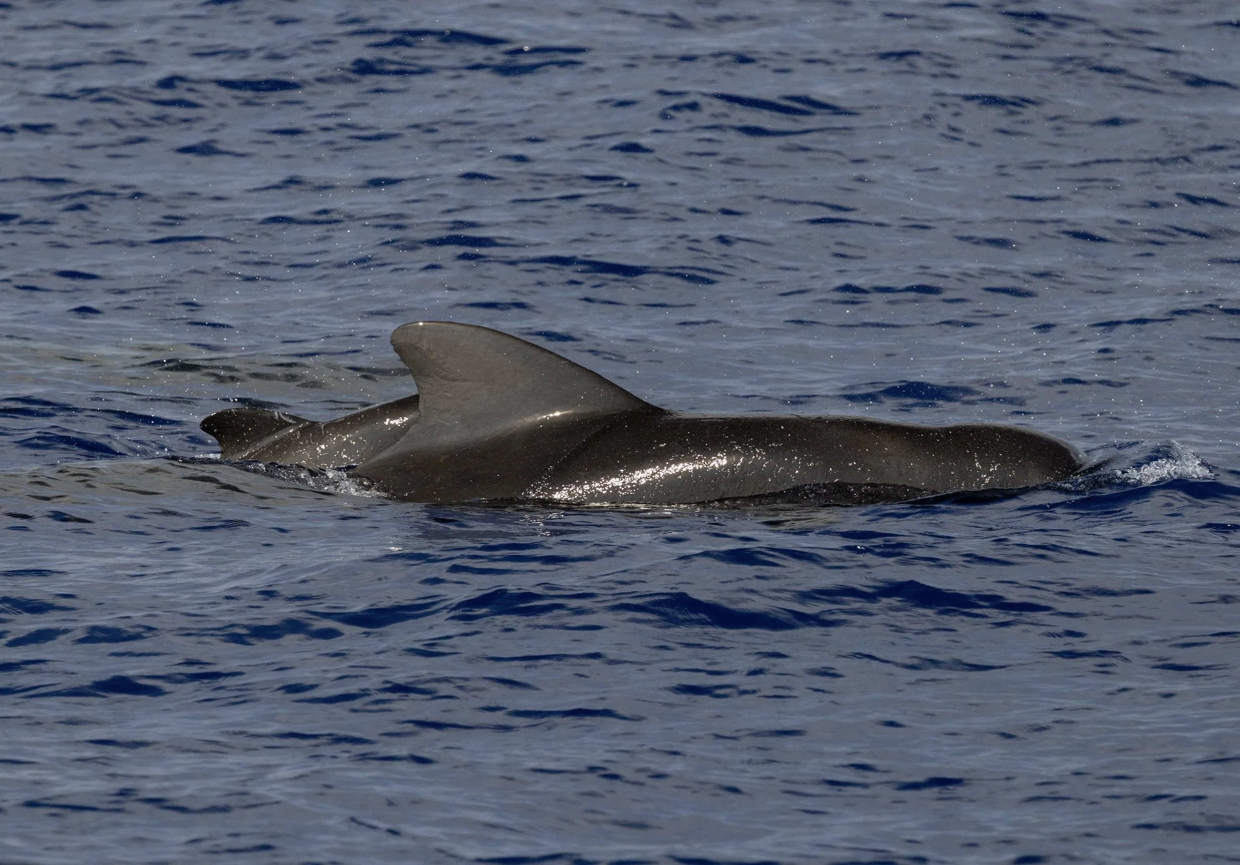 pilot whale summer