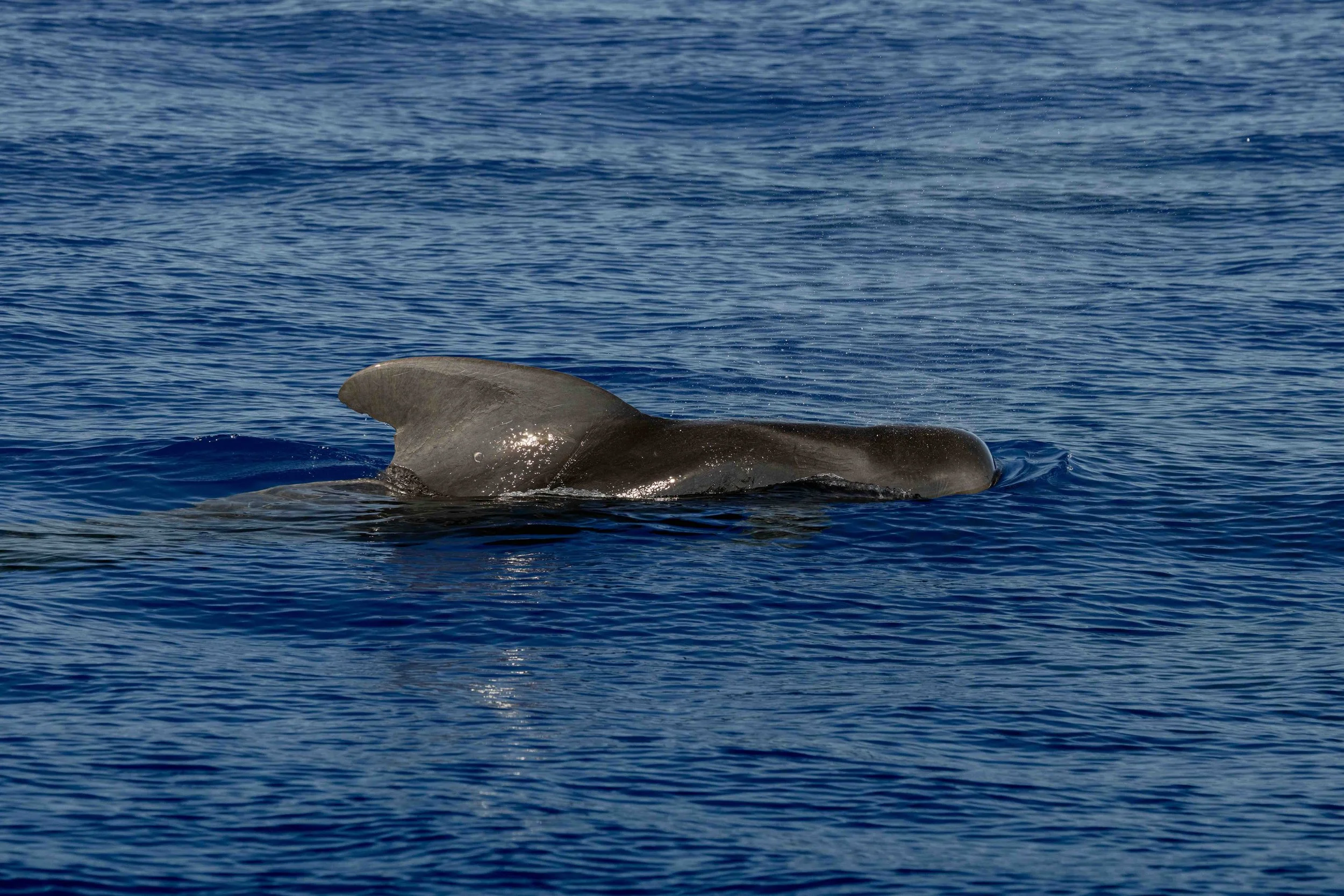 whale hawaii