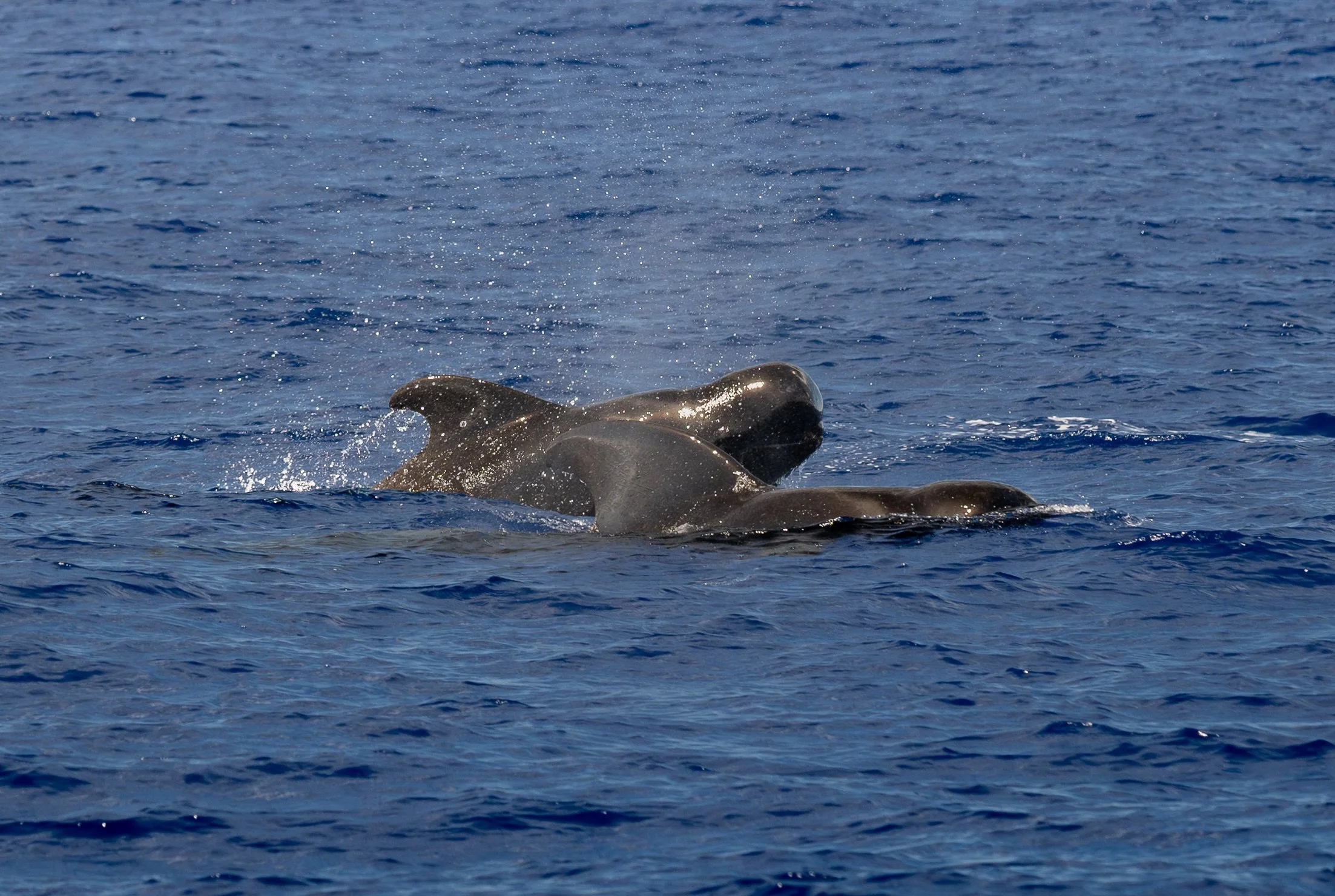 september kona whales