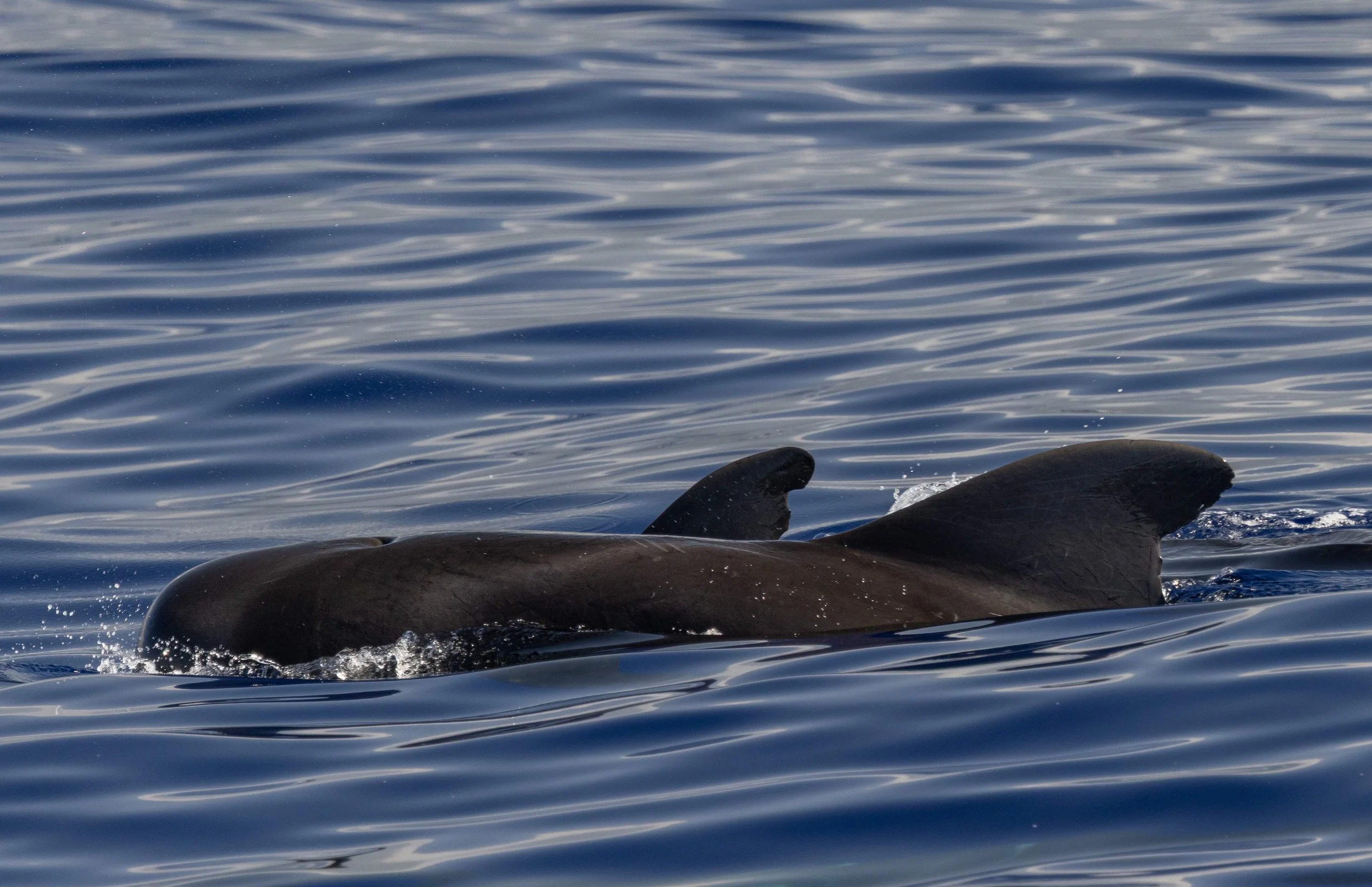 big island whale tour