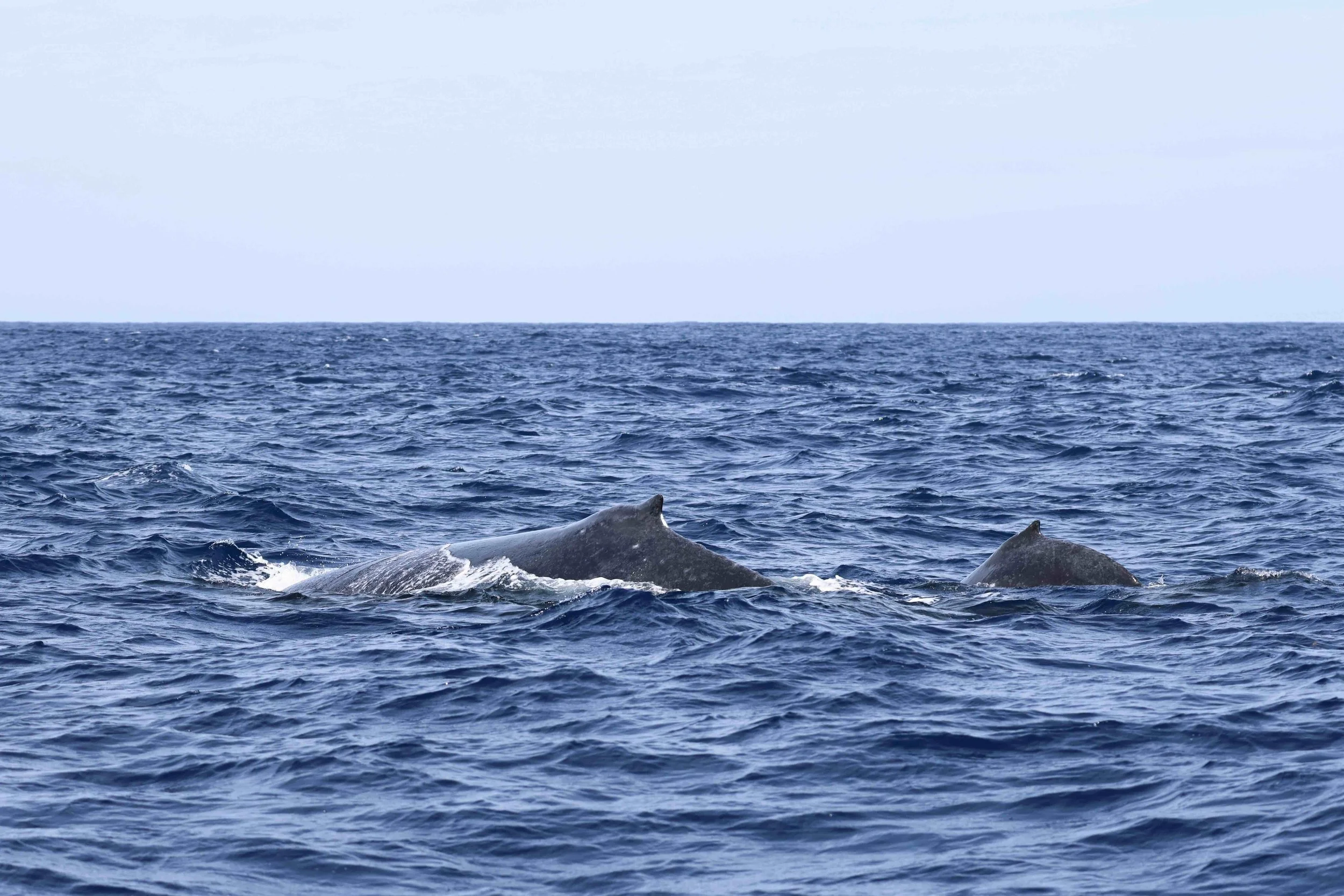 hawaii humpback big island