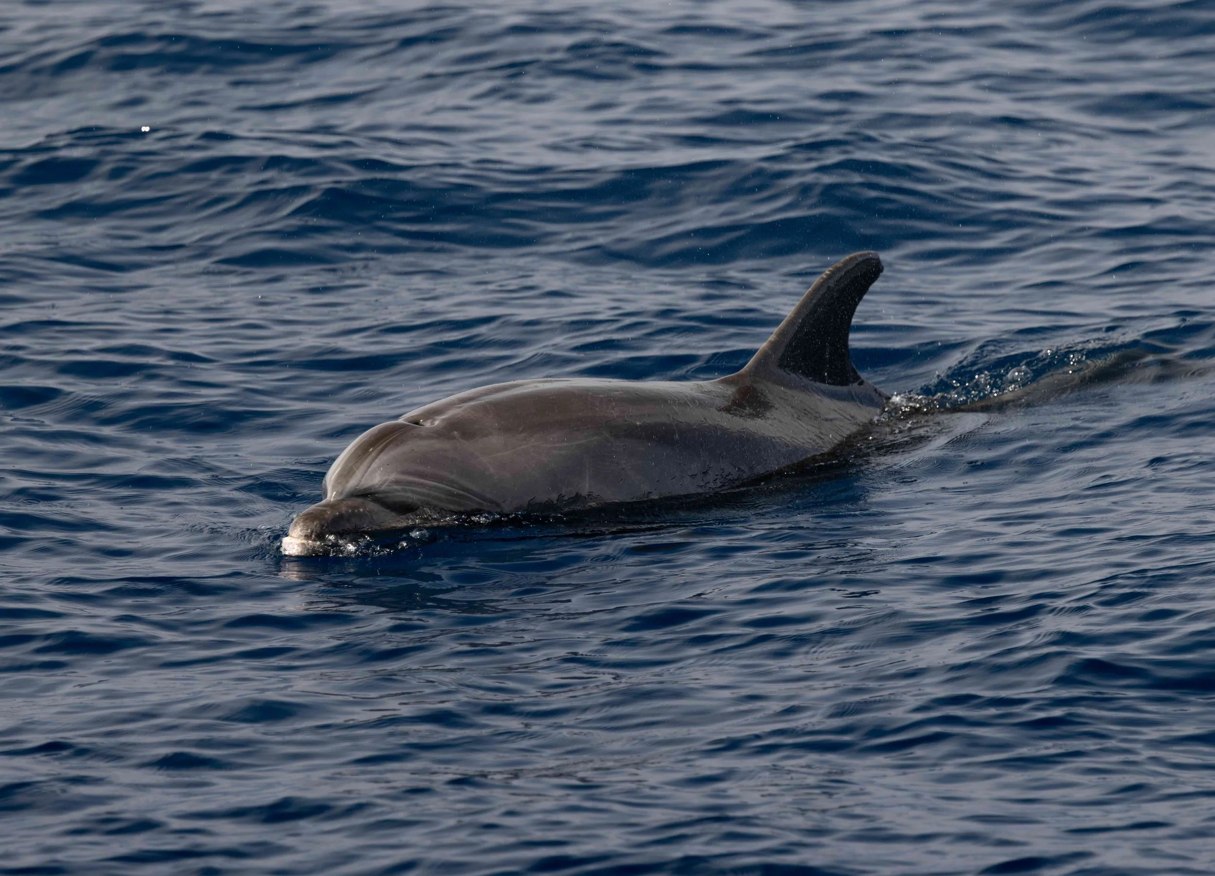whale watching kailua kona