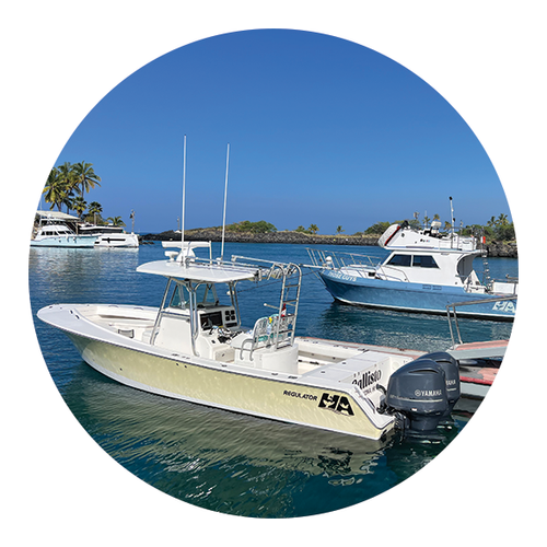 Big Island Whale Watch and Kona Snorkel Tour Reservations