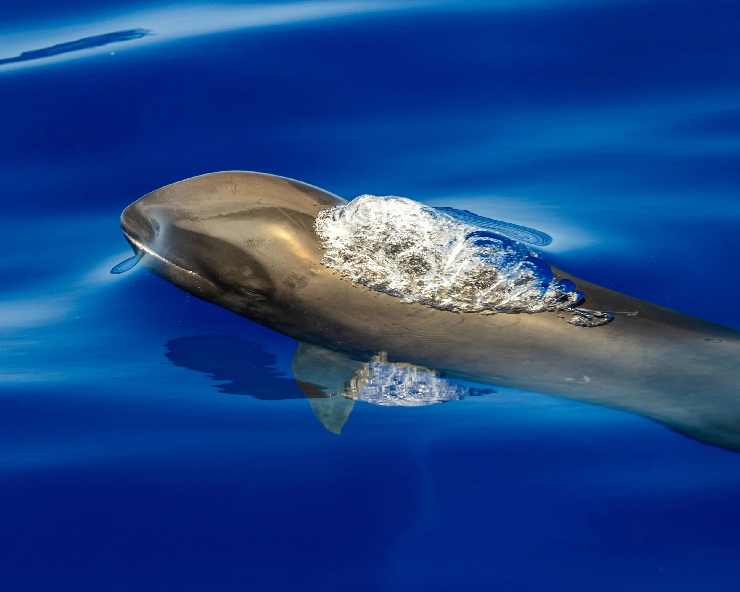 melon headed whale
