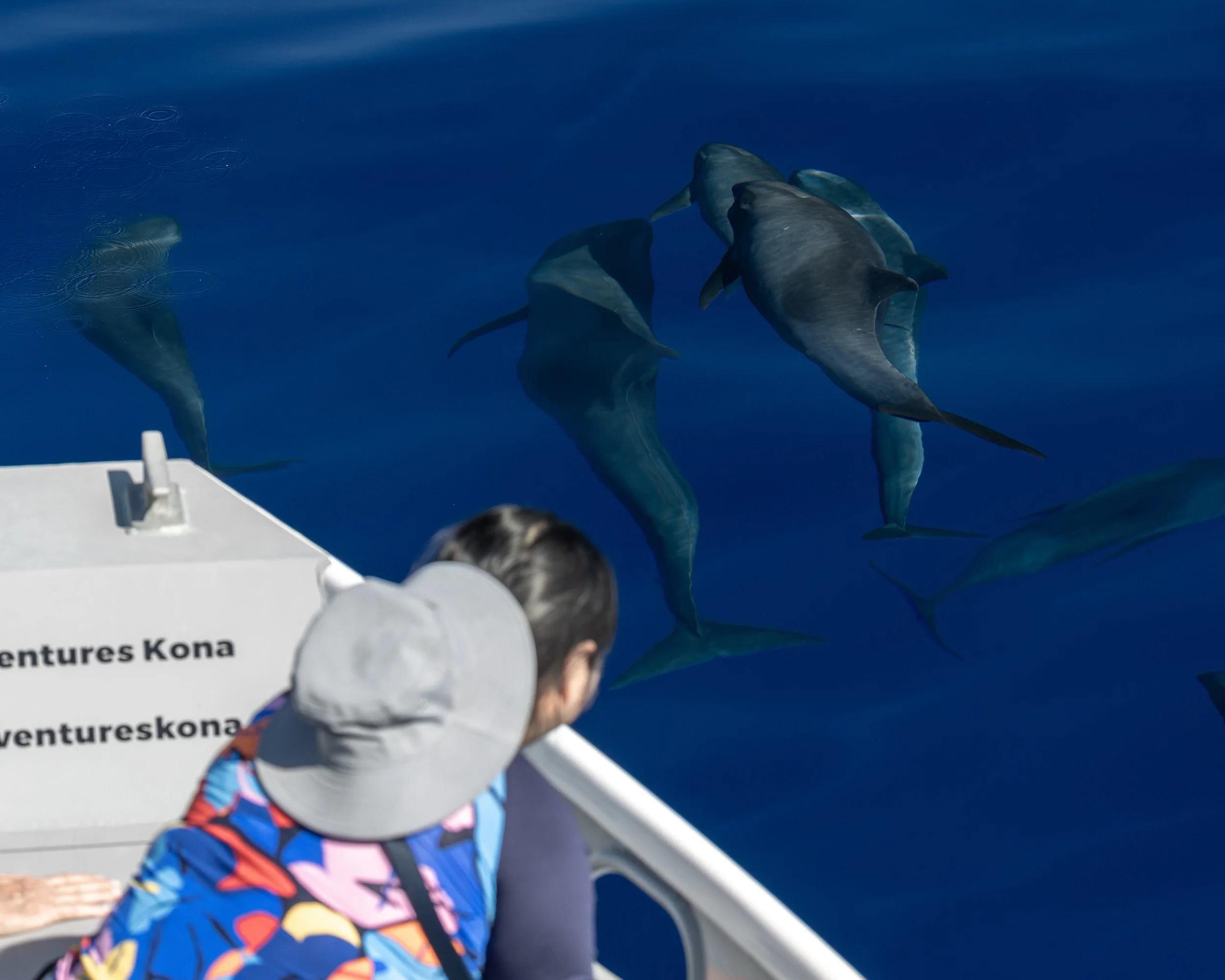 kona melon-headed whales