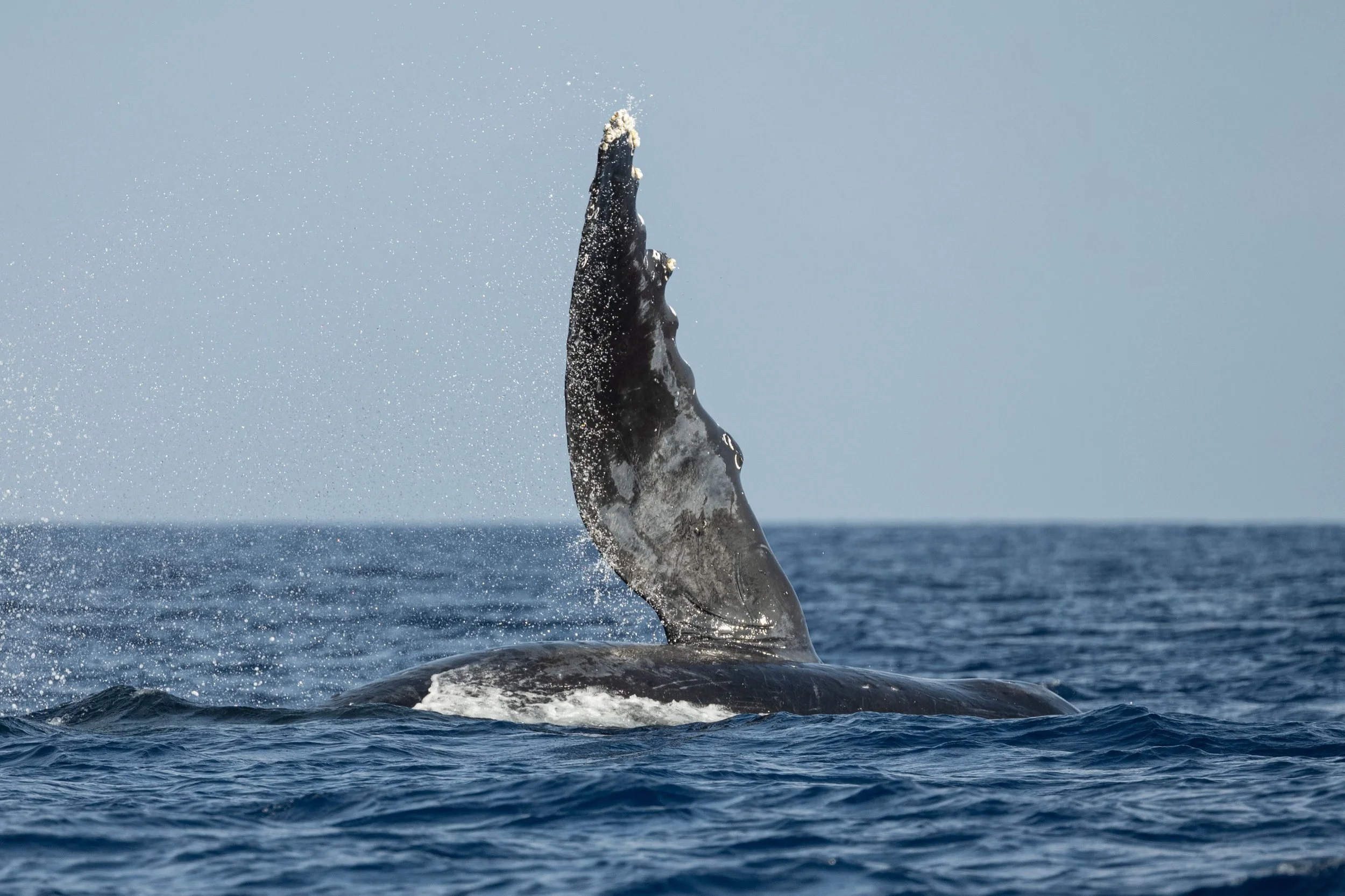 kona humpback tours
