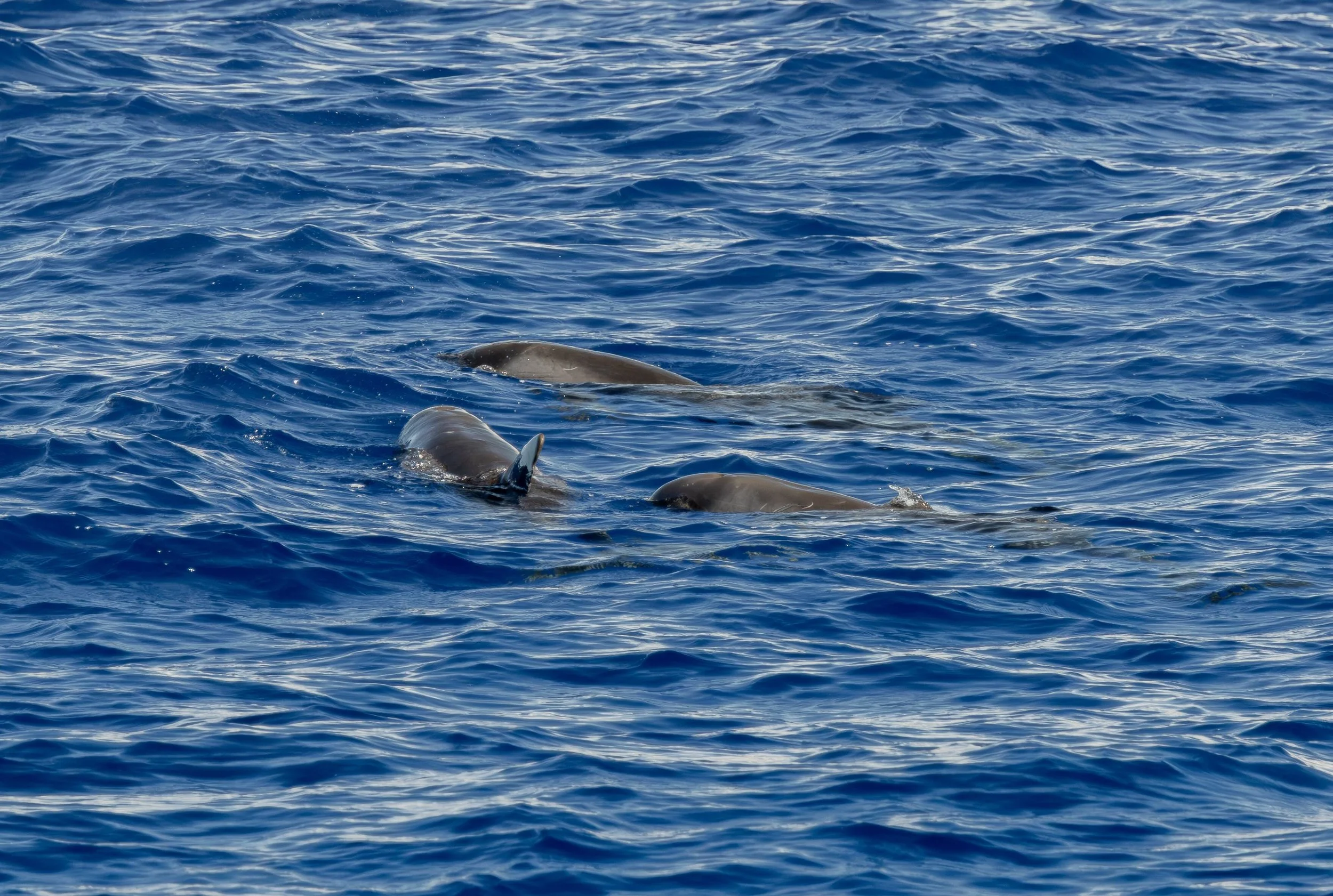 kona hawaii offshore whale