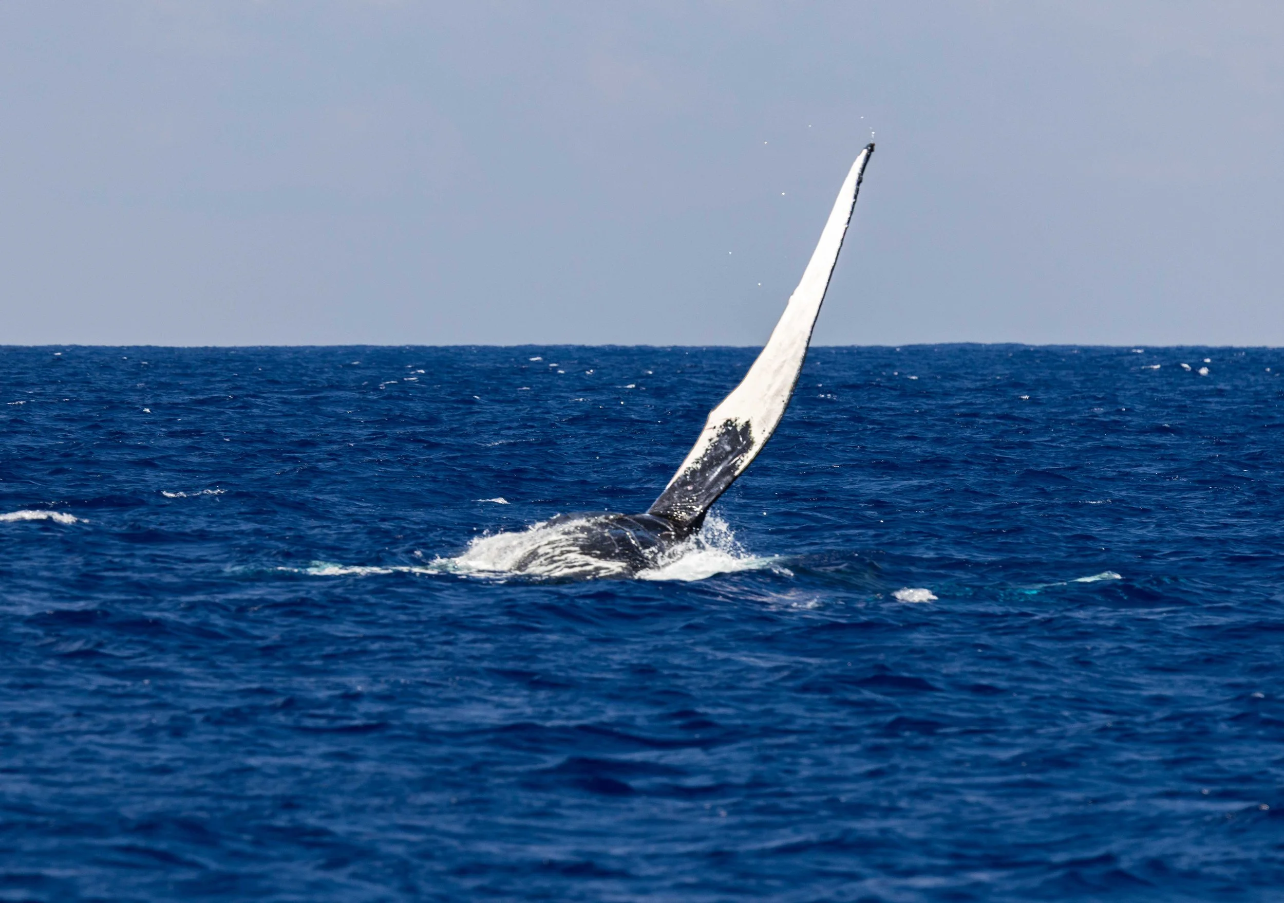march humpback whale