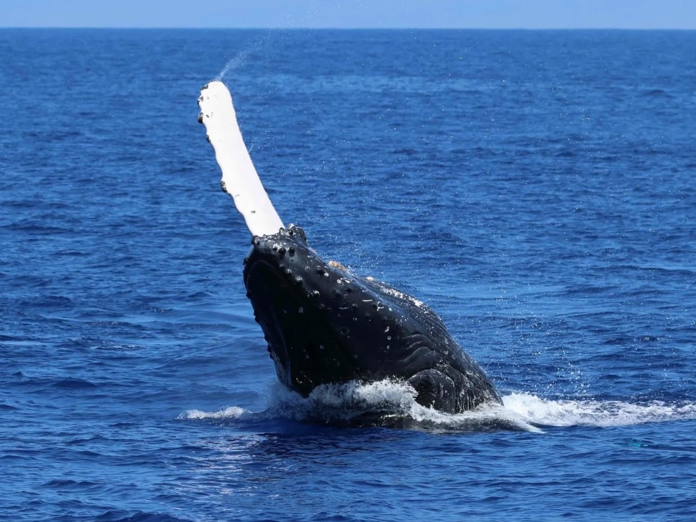 a humpback