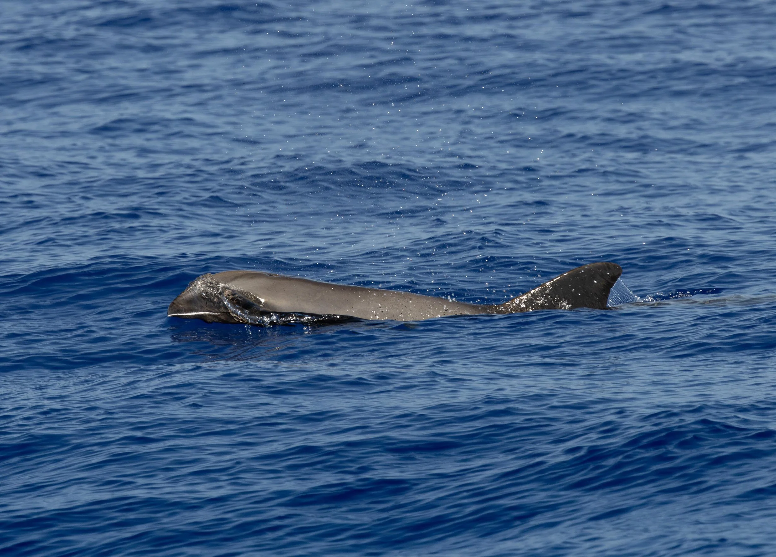 kona pelagic whale