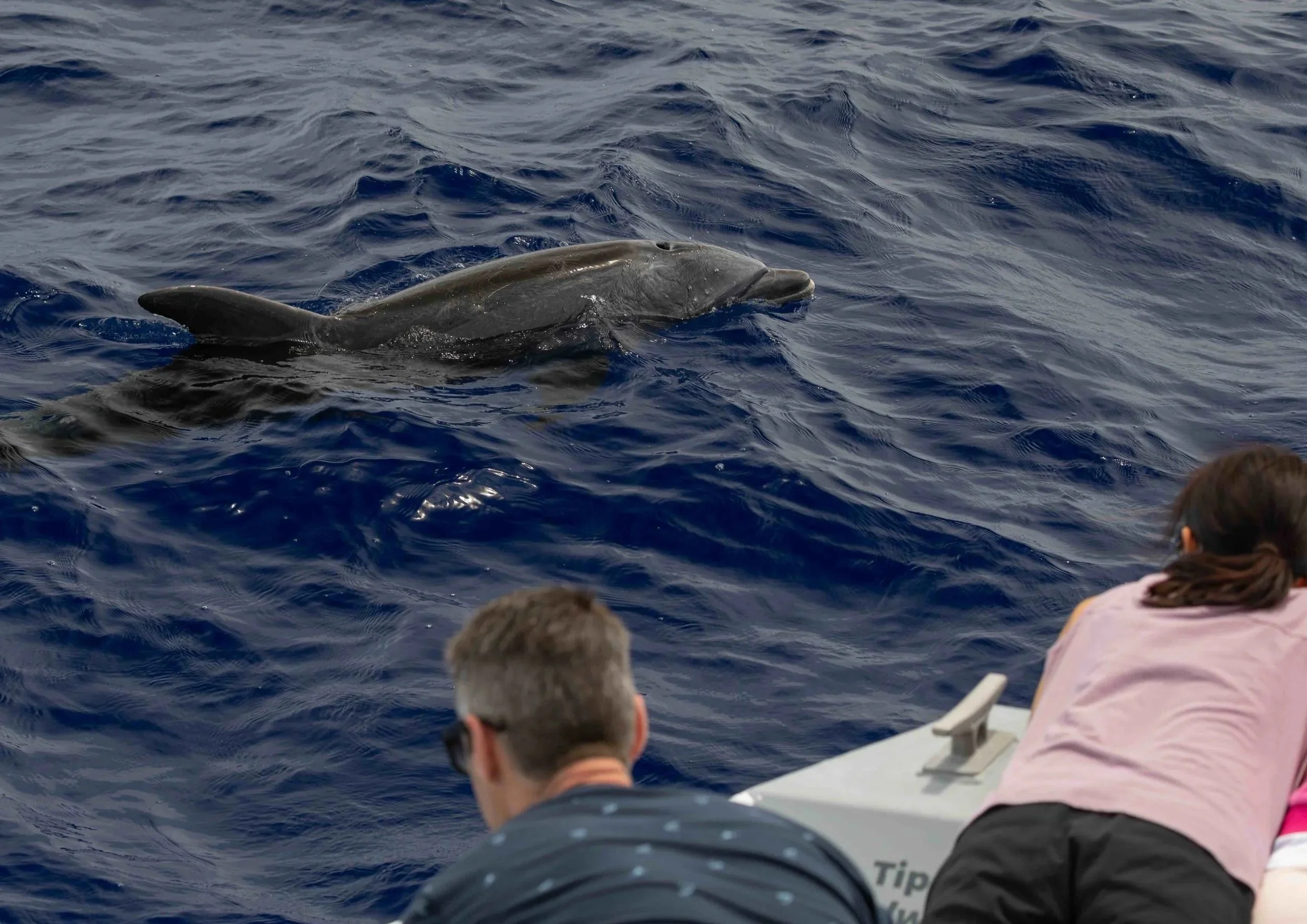 spring whale watching kona
