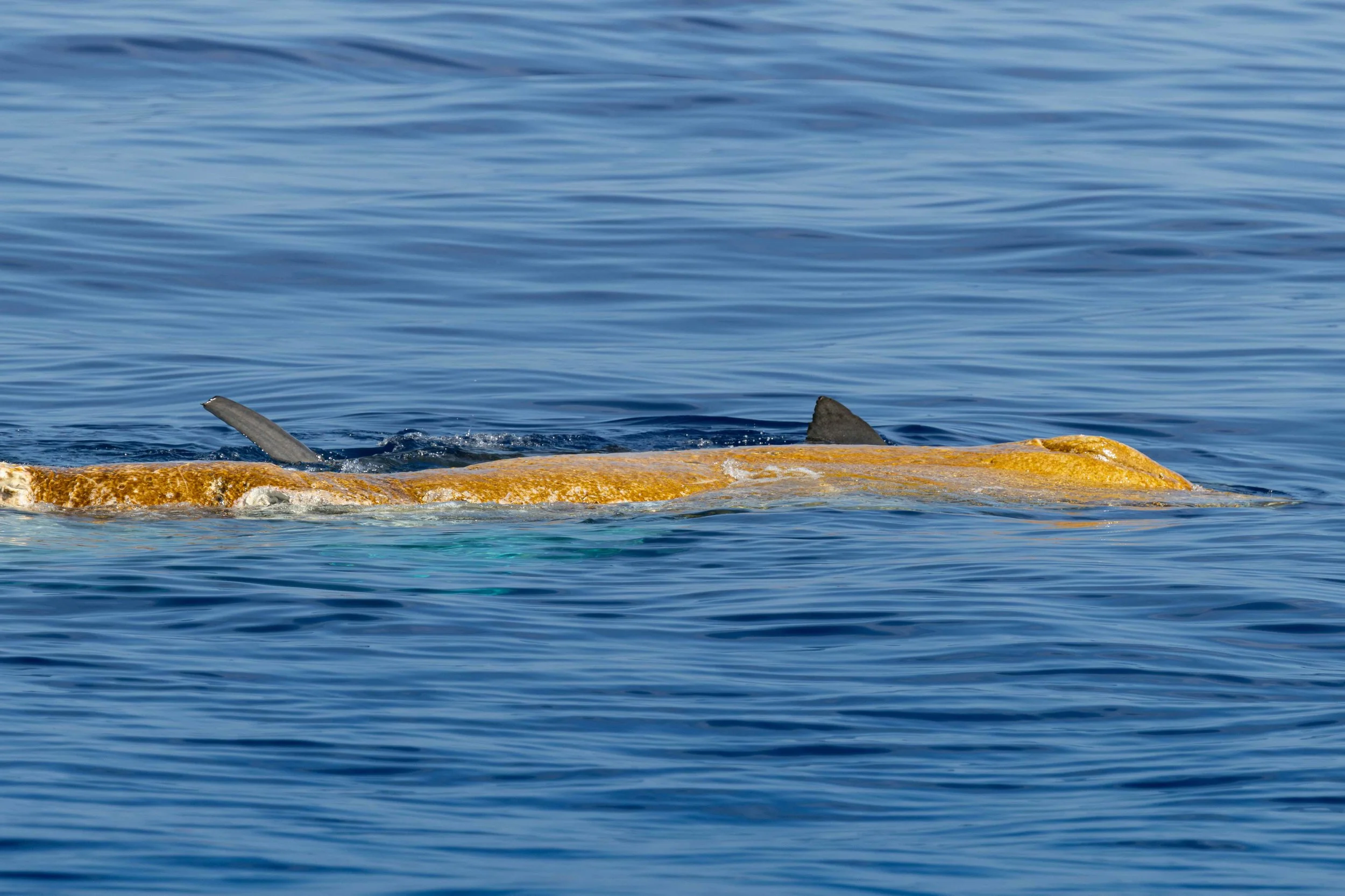 feeding sharks